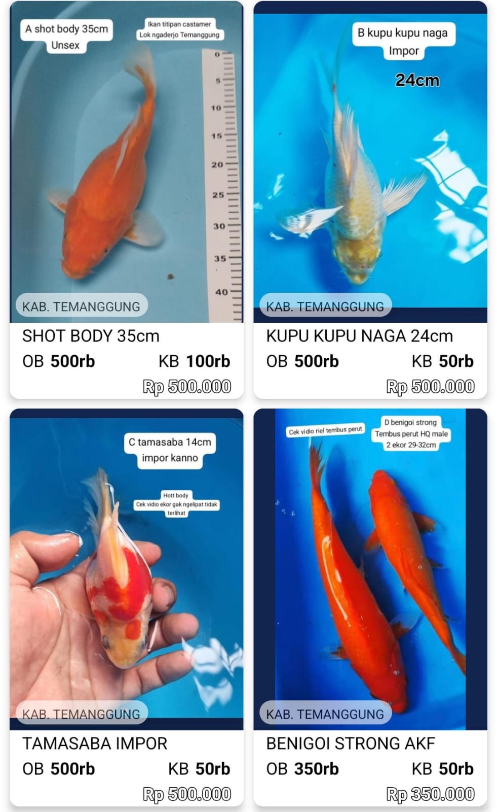 Lelang Koi Online, Jual Beli Ikan Koi, Pasar Koi Terbaik, Agen Lelang Koi, Penawaran Koi Berkualitas, Harga Jual Koi, Lelang Ikan Koi Import, Beli Koi Online, Jual Koi Murah, Koi Showroom, Penjual Koi Terpercaya, Lelang Koi Jakarta, Jual Koi Lokal, Koi Kualitas Unggul, Harga Terbaik Koi, Jual Koi Indukan, Lelang Ikan Hias Koi, Pasar Koi Indonesia, Beli Koi Berkualitas Tinggi, Koi Farm Terbesar, Jual Beli Koi Impor, Lelang Ikan Koi Kualitas Premium, Daftar Harga Koi Terbaru, Pusat Jual Beli Koi, Info Lelang Koi Hari Ini.