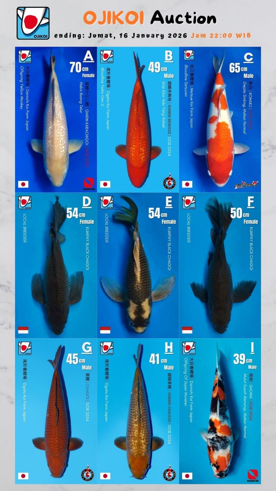 Lelang Koi Online, Jual Beli Ikan Koi, Pasar Koi Terbaik, Agen Lelang Koi, Penawaran Koi Berkualitas, Harga Jual Koi, Lelang Ikan Koi Import, Beli Koi Online, Jual Koi Murah, Koi Showroom, Penjual Koi Terpercaya, Lelang Koi Jakarta, Jual Koi Lokal, Koi Kualitas Unggul, Harga Terbaik Koi, Jual Koi Indukan, Lelang Ikan Hias Koi, Pasar Koi Indonesia, Beli Koi Berkualitas Tinggi, Koi Farm Terbesar, Jual Beli Koi Impor, Lelang Ikan Koi Kualitas Premium, Daftar Harga Koi Terbaru, Pusat Jual Beli Koi, Info Lelang Koi Hari Ini.
