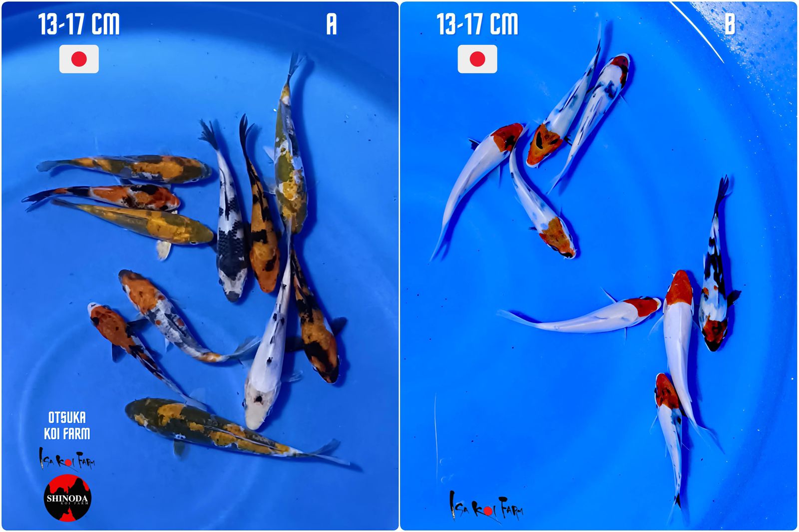 Lelang Koi Online, Jual Beli Ikan Koi, Pasar Koi Terbaik, Agen Lelang Koi, Penawaran Koi Berkualitas, Harga Jual Koi, Lelang Ikan Koi Import, Beli Koi Online, Jual Koi Murah, Koi Showroom, Penjual Koi Terpercaya, Lelang Koi Jakarta, Jual Koi Lokal, Koi Kualitas Unggul, Harga Terbaik Koi, Jual Koi Indukan, Lelang Ikan Hias Koi, Pasar Koi Indonesia, Beli Koi Berkualitas Tinggi, Koi Farm Terbesar, Jual Beli Koi Impor, Lelang Ikan Koi Kualitas Premium, Daftar Harga Koi Terbaru, Pusat Jual Beli Koi, Info Lelang Koi Hari Ini.