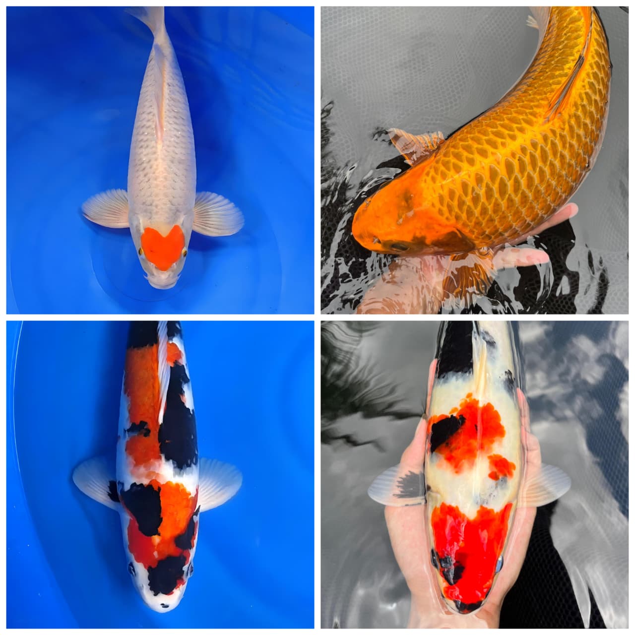 Lelang Koi Online, Jual Beli Ikan Koi, Pasar Koi Terbaik, Agen Lelang Koi, Penawaran Koi Berkualitas, Harga Jual Koi, Lelang Ikan Koi Import, Beli Koi Online, Jual Koi Murah, Koi Showroom, Penjual Koi Terpercaya, Lelang Koi Jakarta, Jual Koi Lokal, Koi Kualitas Unggul, Harga Terbaik Koi, Jual Koi Indukan, Lelang Ikan Hias Koi, Pasar Koi Indonesia, Beli Koi Berkualitas Tinggi, Koi Farm Terbesar, Jual Beli Koi Impor, Lelang Ikan Koi Kualitas Premium, Daftar Harga Koi Terbaru, Pusat Jual Beli Koi, Info Lelang Koi Hari Ini.