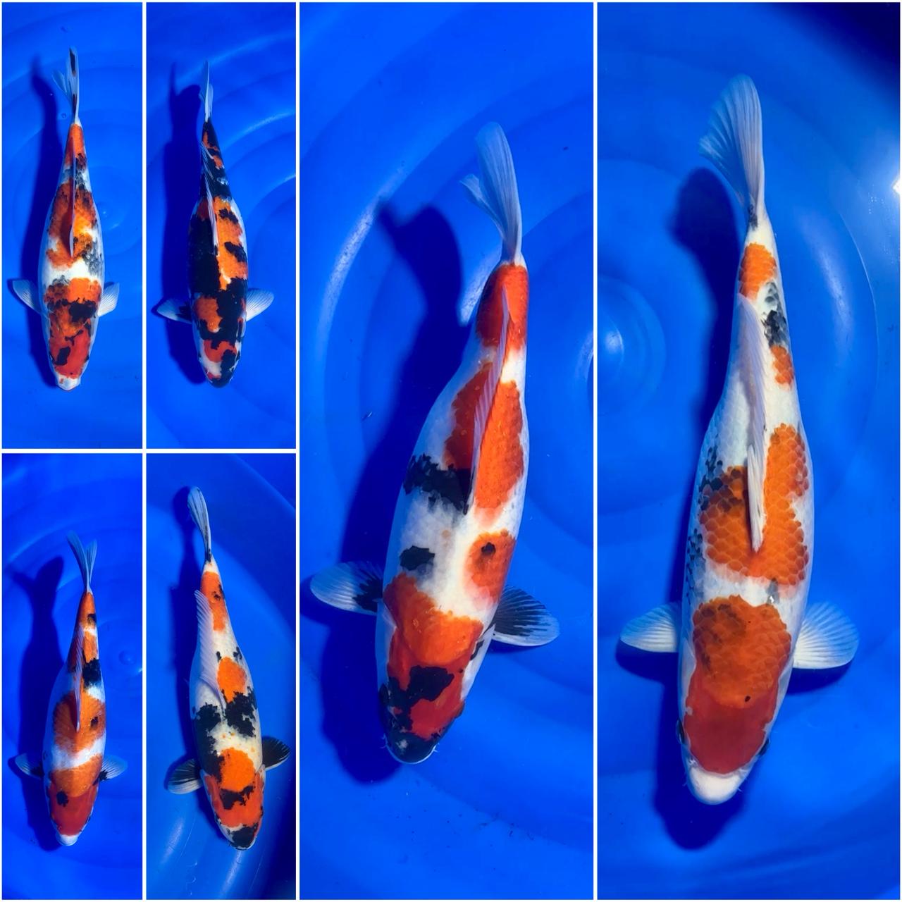 Lelang Koi Online, Jual Beli Ikan Koi, Pasar Koi Terbaik, Agen Lelang Koi, Penawaran Koi Berkualitas, Harga Jual Koi, Lelang Ikan Koi Import, Beli Koi Online, Jual Koi Murah, Koi Showroom, Penjual Koi Terpercaya, Lelang Koi Jakarta, Jual Koi Lokal, Koi Kualitas Unggul, Harga Terbaik Koi, Jual Koi Indukan, Lelang Ikan Hias Koi, Pasar Koi Indonesia, Beli Koi Berkualitas Tinggi, Koi Farm Terbesar, Jual Beli Koi Impor, Lelang Ikan Koi Kualitas Premium, Daftar Harga Koi Terbaru, Pusat Jual Beli Koi, Info Lelang Koi Hari Ini.