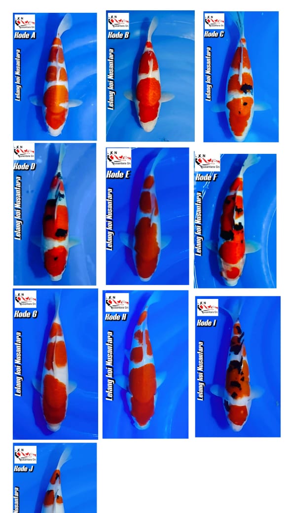 Lelang Koi Online, Jual Beli Ikan Koi, Pasar Koi Terbaik, Agen Lelang Koi, Penawaran Koi Berkualitas, Harga Jual Koi, Lelang Ikan Koi Import, Beli Koi Online, Jual Koi Murah, Koi Showroom, Penjual Koi Terpercaya, Lelang Koi Jakarta, Jual Koi Lokal, Koi Kualitas Unggul, Harga Terbaik Koi, Jual Koi Indukan, Lelang Ikan Hias Koi, Pasar Koi Indonesia, Beli Koi Berkualitas Tinggi, Koi Farm Terbesar, Jual Beli Koi Impor, Lelang Ikan Koi Kualitas Premium, Daftar Harga Koi Terbaru, Pusat Jual Beli Koi, Info Lelang Koi Hari Ini.