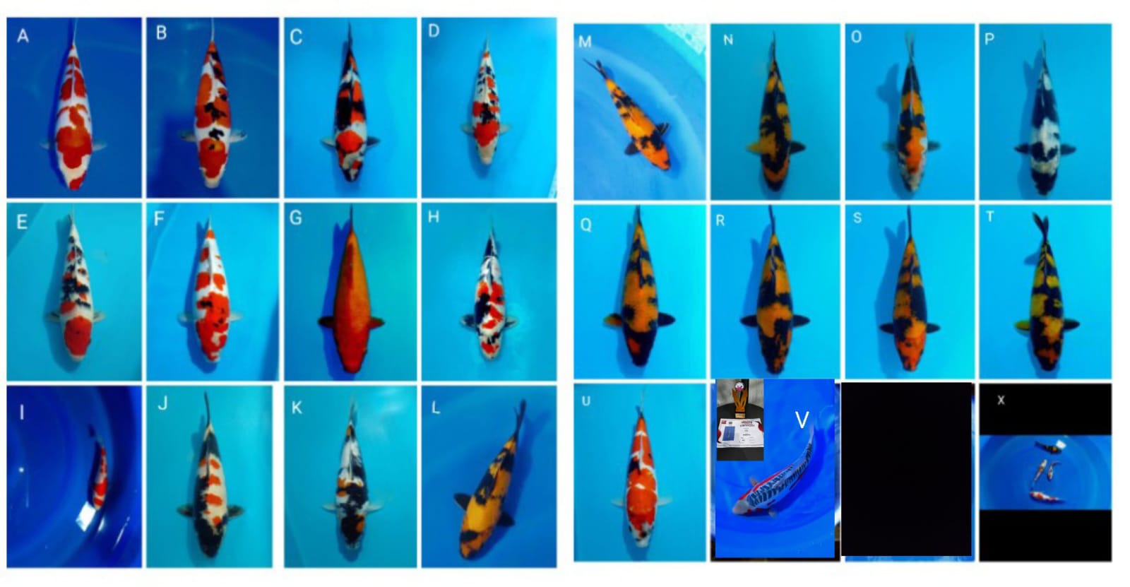 Lelang Koi Online, Jual Beli Ikan Koi, Pasar Koi Terbaik, Agen Lelang Koi, Penawaran Koi Berkualitas, Harga Jual Koi, Lelang Ikan Koi Import, Beli Koi Online, Jual Koi Murah, Koi Showroom, Penjual Koi Terpercaya, Lelang Koi Jakarta, Jual Koi Lokal, Koi Kualitas Unggul, Harga Terbaik Koi, Jual Koi Indukan, Lelang Ikan Hias Koi, Pasar Koi Indonesia, Beli Koi Berkualitas Tinggi, Koi Farm Terbesar, Jual Beli Koi Impor, Lelang Ikan Koi Kualitas Premium, Daftar Harga Koi Terbaru, Pusat Jual Beli Koi, Info Lelang Koi Hari Ini.