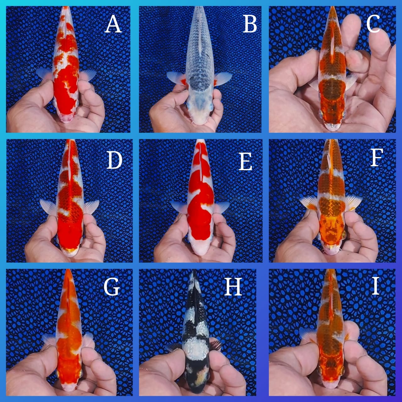 Lelang Koi Online, Jual Beli Ikan Koi, Pasar Koi Terbaik, Agen Lelang Koi, Penawaran Koi Berkualitas, Harga Jual Koi, Lelang Ikan Koi Import, Beli Koi Online, Jual Koi Murah, Koi Showroom, Penjual Koi Terpercaya, Lelang Koi Jakarta, Jual Koi Lokal, Koi Kualitas Unggul, Harga Terbaik Koi, Jual Koi Indukan, Lelang Ikan Hias Koi, Pasar Koi Indonesia, Beli Koi Berkualitas Tinggi, Koi Farm Terbesar, Jual Beli Koi Impor, Lelang Ikan Koi Kualitas Premium, Daftar Harga Koi Terbaru, Pusat Jual Beli Koi, Info Lelang Koi Hari Ini.