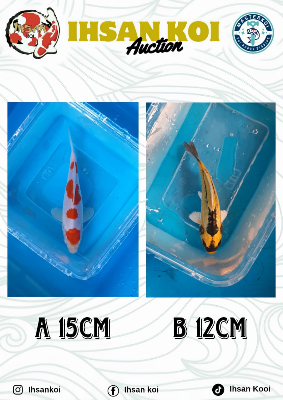 Lelang Koi Online, Jual Beli Ikan Koi, Pasar Koi Terbaik, Agen Lelang Koi, Penawaran Koi Berkualitas, Harga Jual Koi, Lelang Ikan Koi Import, Beli Koi Online, Jual Koi Murah, Koi Showroom, Penjual Koi Terpercaya, Lelang Koi Jakarta, Jual Koi Lokal, Koi Kualitas Unggul, Harga Terbaik Koi, Jual Koi Indukan, Lelang Ikan Hias Koi, Pasar Koi Indonesia, Beli Koi Berkualitas Tinggi, Koi Farm Terbesar, Jual Beli Koi Impor, Lelang Ikan Koi Kualitas Premium, Daftar Harga Koi Terbaru, Pusat Jual Beli Koi, Info Lelang Koi Hari Ini.