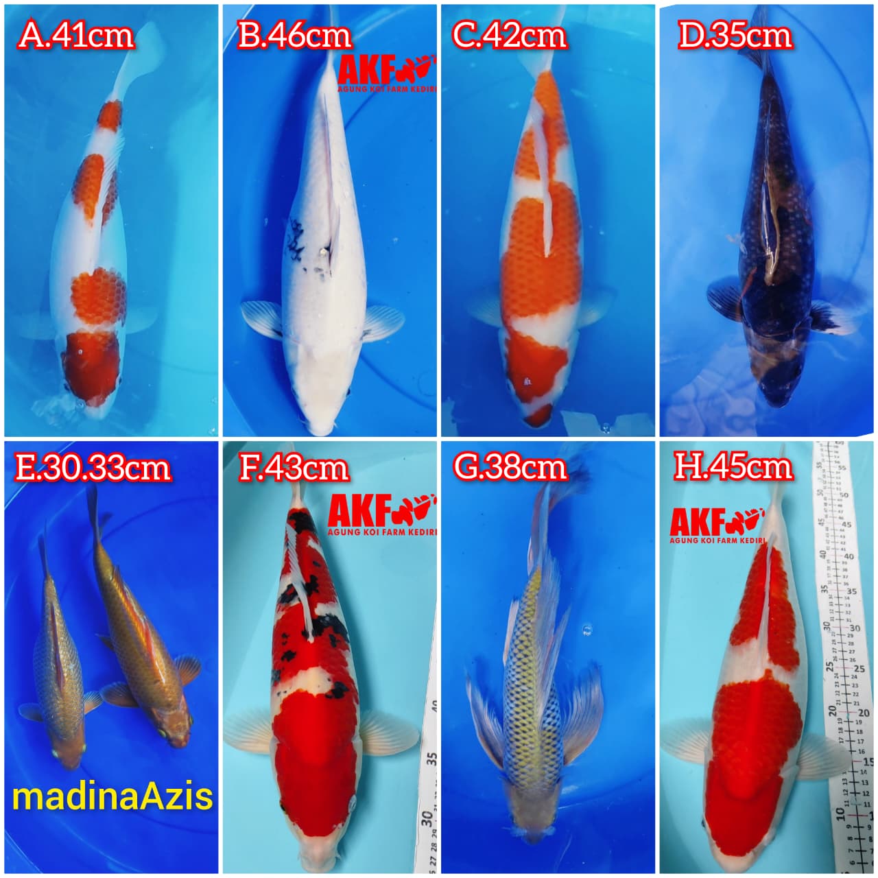 Lelang Koi Online, Jual Beli Ikan Koi, Pasar Koi Terbaik, Agen Lelang Koi, Penawaran Koi Berkualitas, Harga Jual Koi, Lelang Ikan Koi Import, Beli Koi Online, Jual Koi Murah, Koi Showroom, Penjual Koi Terpercaya, Lelang Koi Jakarta, Jual Koi Lokal, Koi Kualitas Unggul, Harga Terbaik Koi, Jual Koi Indukan, Lelang Ikan Hias Koi, Pasar Koi Indonesia, Beli Koi Berkualitas Tinggi, Koi Farm Terbesar, Jual Beli Koi Impor, Lelang Ikan Koi Kualitas Premium, Daftar Harga Koi Terbaru, Pusat Jual Beli Koi, Info Lelang Koi Hari Ini.