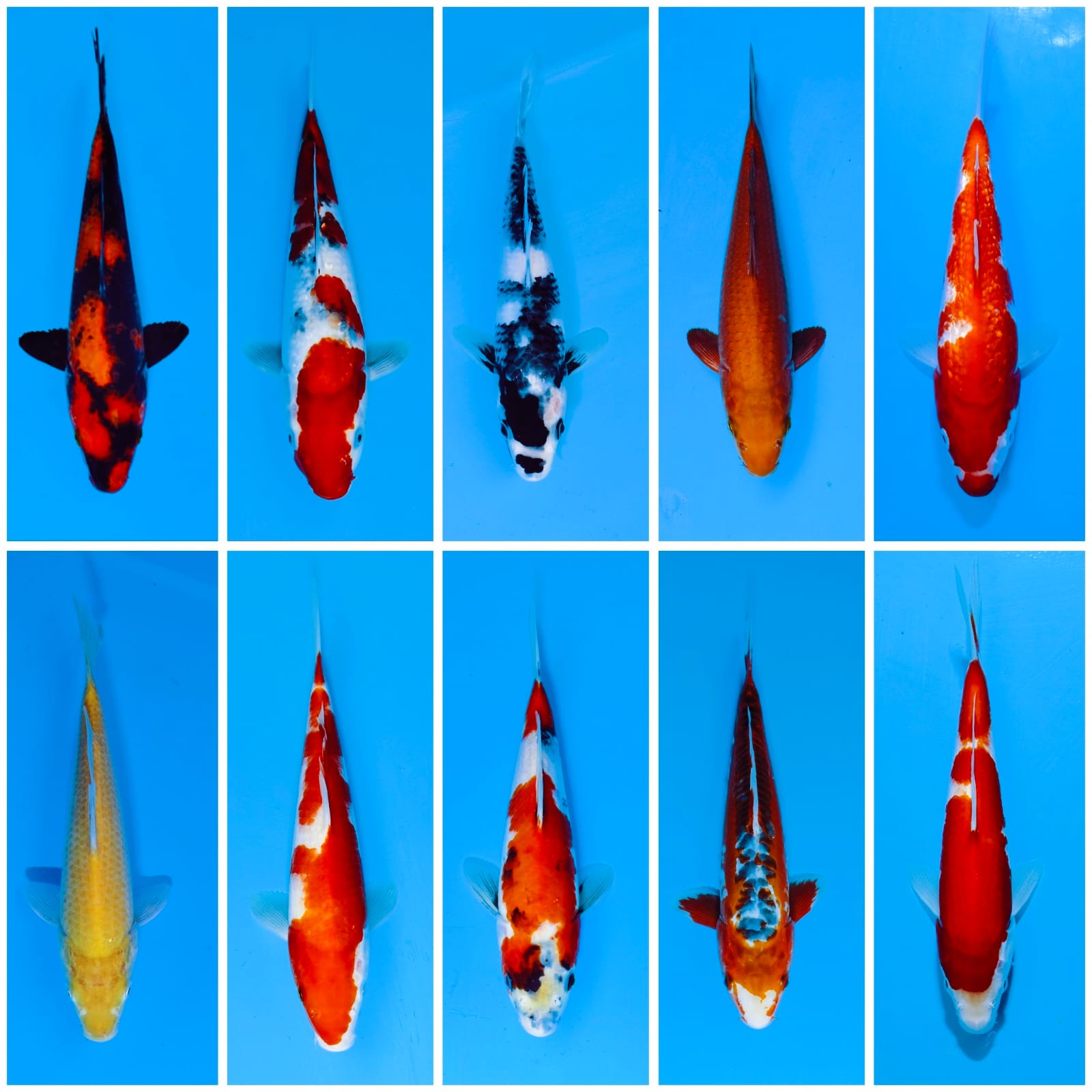 Lelang Koi Online, Jual Beli Ikan Koi, Pasar Koi Terbaik, Agen Lelang Koi, Penawaran Koi Berkualitas, Harga Jual Koi, Lelang Ikan Koi Import, Beli Koi Online, Jual Koi Murah, Koi Showroom, Penjual Koi Terpercaya, Lelang Koi Jakarta, Jual Koi Lokal, Koi Kualitas Unggul, Harga Terbaik Koi, Jual Koi Indukan, Lelang Ikan Hias Koi, Pasar Koi Indonesia, Beli Koi Berkualitas Tinggi, Koi Farm Terbesar, Jual Beli Koi Impor, Lelang Ikan Koi Kualitas Premium, Daftar Harga Koi Terbaru, Pusat Jual Beli Koi, Info Lelang Koi Hari Ini.