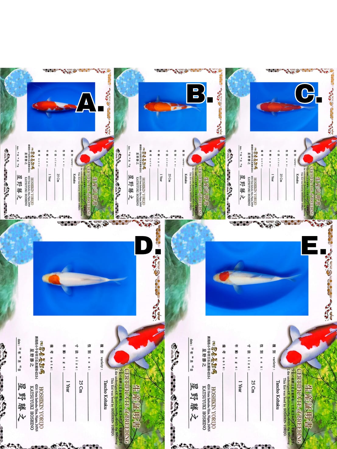 Lelang Koi Online, Jual Beli Ikan Koi, Pasar Koi Terbaik, Agen Lelang Koi, Penawaran Koi Berkualitas, Harga Jual Koi, Lelang Ikan Koi Import, Beli Koi Online, Jual Koi Murah, Koi Showroom, Penjual Koi Terpercaya, Lelang Koi Jakarta, Jual Koi Lokal, Koi Kualitas Unggul, Harga Terbaik Koi, Jual Koi Indukan, Lelang Ikan Hias Koi, Pasar Koi Indonesia, Beli Koi Berkualitas Tinggi, Koi Farm Terbesar, Jual Beli Koi Impor, Lelang Ikan Koi Kualitas Premium, Daftar Harga Koi Terbaru, Pusat Jual Beli Koi, Info Lelang Koi Hari Ini.