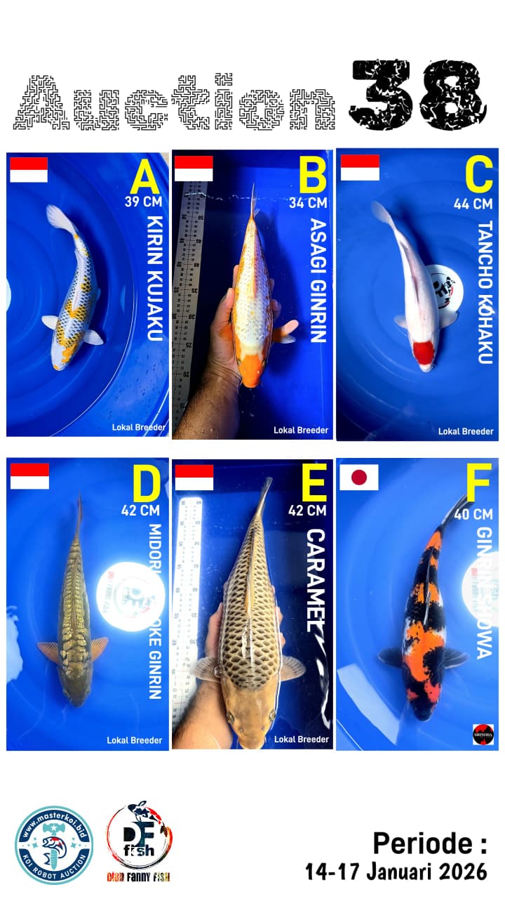 Lelang Koi Online, Jual Beli Ikan Koi, Pasar Koi Terbaik, Agen Lelang Koi, Penawaran Koi Berkualitas, Harga Jual Koi, Lelang Ikan Koi Import, Beli Koi Online, Jual Koi Murah, Koi Showroom, Penjual Koi Terpercaya, Lelang Koi Jakarta, Jual Koi Lokal, Koi Kualitas Unggul, Harga Terbaik Koi, Jual Koi Indukan, Lelang Ikan Hias Koi, Pasar Koi Indonesia, Beli Koi Berkualitas Tinggi, Koi Farm Terbesar, Jual Beli Koi Impor, Lelang Ikan Koi Kualitas Premium, Daftar Harga Koi Terbaru, Pusat Jual Beli Koi, Info Lelang Koi Hari Ini.