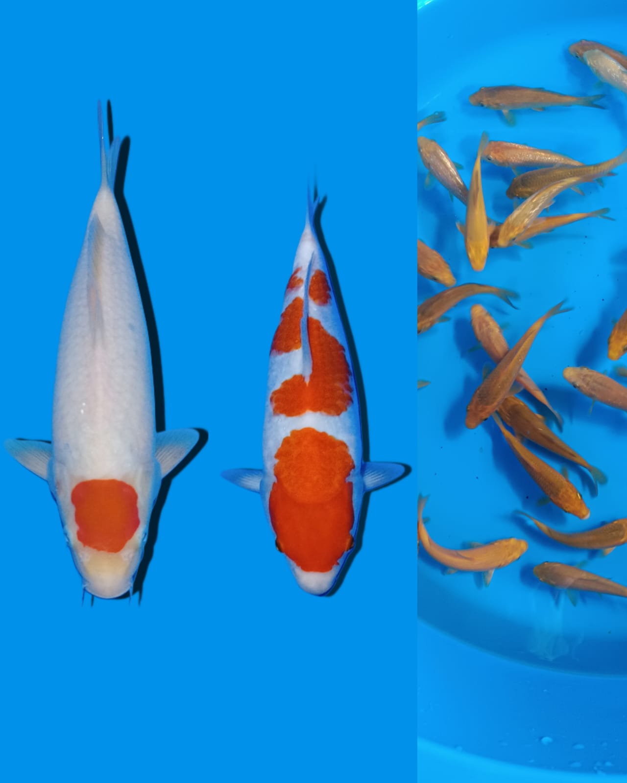 Lelang Koi Online, Jual Beli Ikan Koi, Pasar Koi Terbaik, Agen Lelang Koi, Penawaran Koi Berkualitas, Harga Jual Koi, Lelang Ikan Koi Import, Beli Koi Online, Jual Koi Murah, Koi Showroom, Penjual Koi Terpercaya, Lelang Koi Jakarta, Jual Koi Lokal, Koi Kualitas Unggul, Harga Terbaik Koi, Jual Koi Indukan, Lelang Ikan Hias Koi, Pasar Koi Indonesia, Beli Koi Berkualitas Tinggi, Koi Farm Terbesar, Jual Beli Koi Impor, Lelang Ikan Koi Kualitas Premium, Daftar Harga Koi Terbaru, Pusat Jual Beli Koi, Info Lelang Koi Hari Ini.