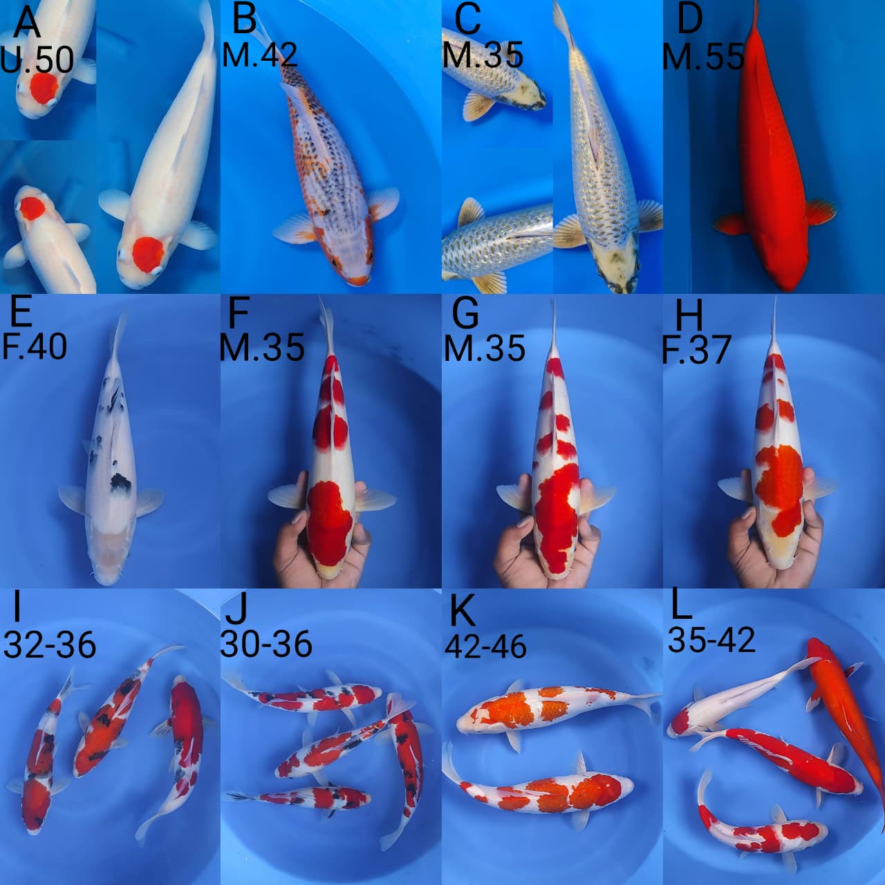 Lelang Koi Online, Jual Beli Ikan Koi, Pasar Koi Terbaik, Agen Lelang Koi, Penawaran Koi Berkualitas, Harga Jual Koi, Lelang Ikan Koi Import, Beli Koi Online, Jual Koi Murah, Koi Showroom, Penjual Koi Terpercaya, Lelang Koi Jakarta, Jual Koi Lokal, Koi Kualitas Unggul, Harga Terbaik Koi, Jual Koi Indukan, Lelang Ikan Hias Koi, Pasar Koi Indonesia, Beli Koi Berkualitas Tinggi, Koi Farm Terbesar, Jual Beli Koi Impor, Lelang Ikan Koi Kualitas Premium, Daftar Harga Koi Terbaru, Pusat Jual Beli Koi, Info Lelang Koi Hari Ini.