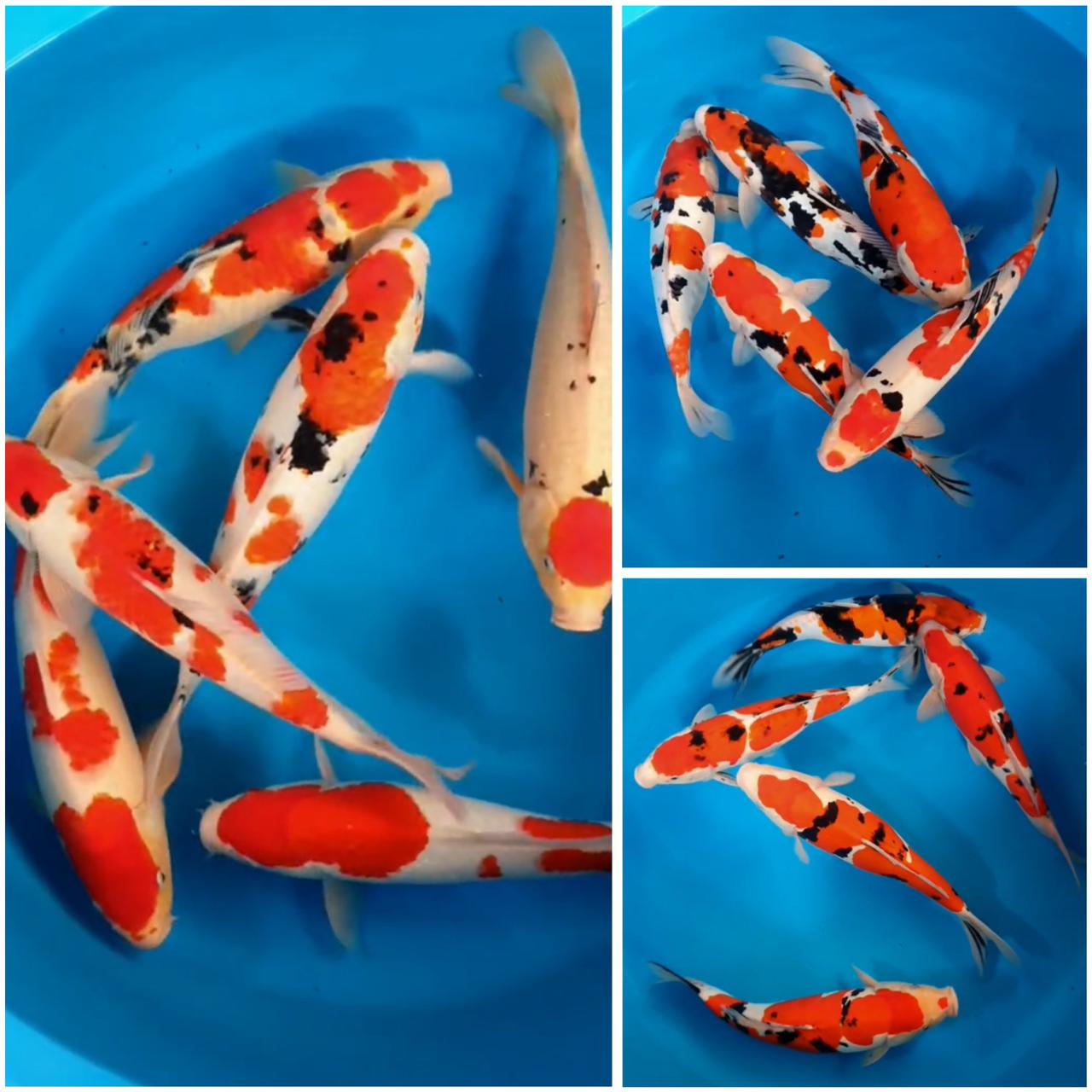 Lelang Koi Online, Jual Beli Ikan Koi, Pasar Koi Terbaik, Agen Lelang Koi, Penawaran Koi Berkualitas, Harga Jual Koi, Lelang Ikan Koi Import, Beli Koi Online, Jual Koi Murah, Koi Showroom, Penjual Koi Terpercaya, Lelang Koi Jakarta, Jual Koi Lokal, Koi Kualitas Unggul, Harga Terbaik Koi, Jual Koi Indukan, Lelang Ikan Hias Koi, Pasar Koi Indonesia, Beli Koi Berkualitas Tinggi, Koi Farm Terbesar, Jual Beli Koi Impor, Lelang Ikan Koi Kualitas Premium, Daftar Harga Koi Terbaru, Pusat Jual Beli Koi, Info Lelang Koi Hari Ini.