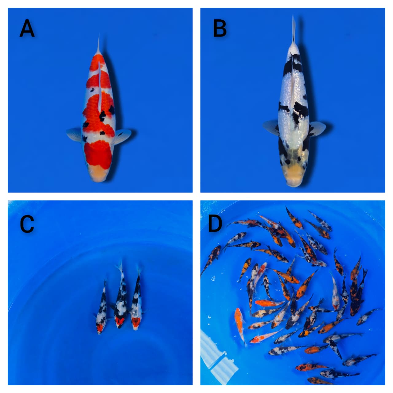 Lelang Koi Online, Jual Beli Ikan Koi, Pasar Koi Terbaik, Agen Lelang Koi, Penawaran Koi Berkualitas, Harga Jual Koi, Lelang Ikan Koi Import, Beli Koi Online, Jual Koi Murah, Koi Showroom, Penjual Koi Terpercaya, Lelang Koi Jakarta, Jual Koi Lokal, Koi Kualitas Unggul, Harga Terbaik Koi, Jual Koi Indukan, Lelang Ikan Hias Koi, Pasar Koi Indonesia, Beli Koi Berkualitas Tinggi, Koi Farm Terbesar, Jual Beli Koi Impor, Lelang Ikan Koi Kualitas Premium, Daftar Harga Koi Terbaru, Pusat Jual Beli Koi, Info Lelang Koi Hari Ini.