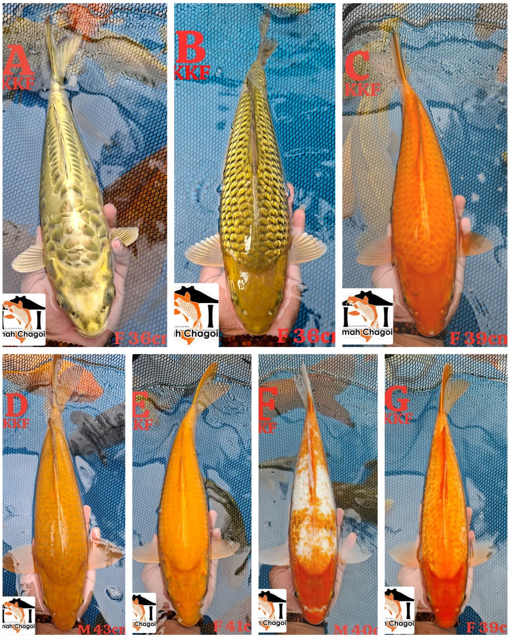 Lelang Koi Online, Jual Beli Ikan Koi, Pasar Koi Terbaik, Agen Lelang Koi, Penawaran Koi Berkualitas, Harga Jual Koi, Lelang Ikan Koi Import, Beli Koi Online, Jual Koi Murah, Koi Showroom, Penjual Koi Terpercaya, Lelang Koi Jakarta, Jual Koi Lokal, Koi Kualitas Unggul, Harga Terbaik Koi, Jual Koi Indukan, Lelang Ikan Hias Koi, Pasar Koi Indonesia, Beli Koi Berkualitas Tinggi, Koi Farm Terbesar, Jual Beli Koi Impor, Lelang Ikan Koi Kualitas Premium, Daftar Harga Koi Terbaru, Pusat Jual Beli Koi, Info Lelang Koi Hari Ini.