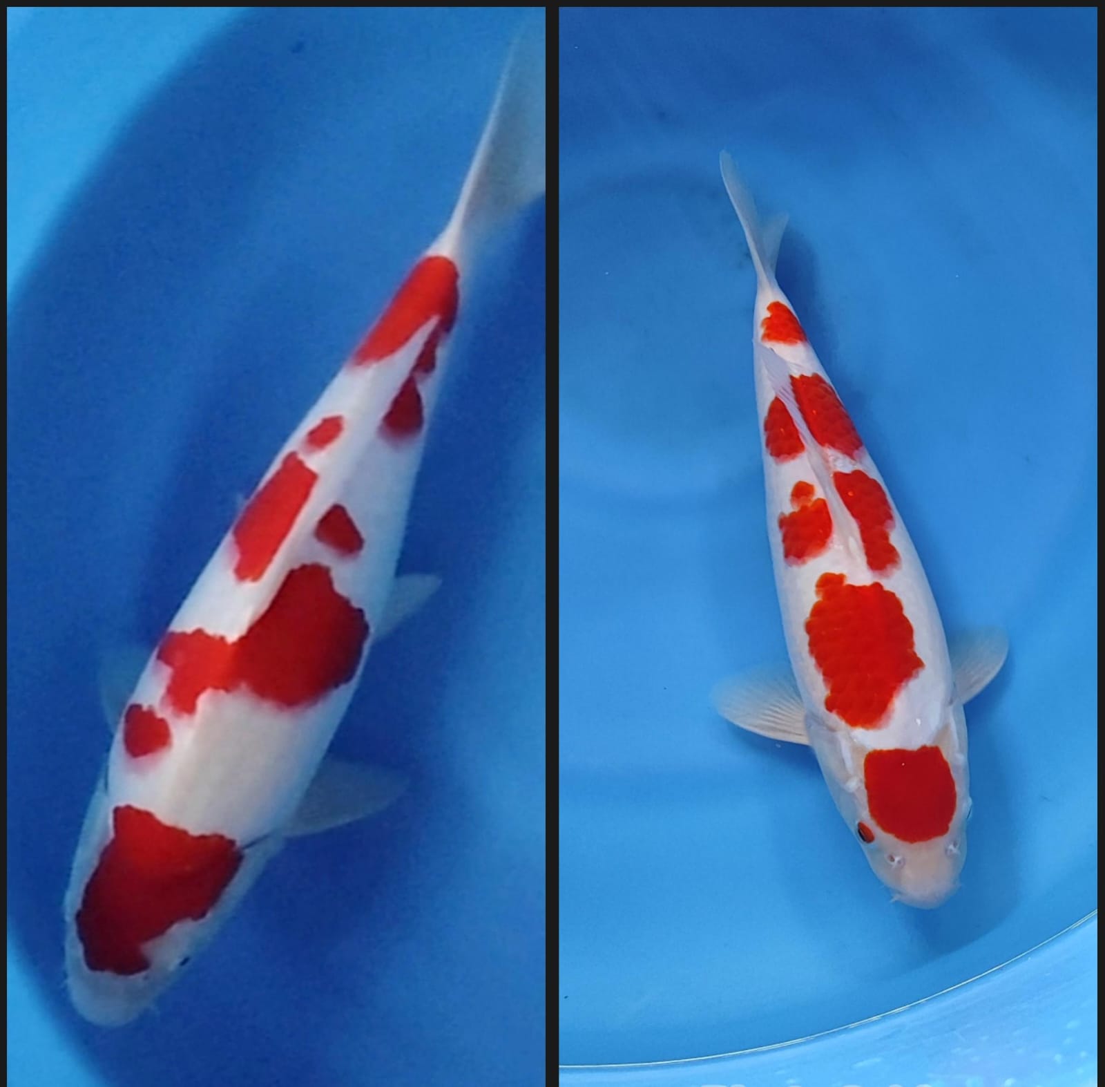 Lelang Koi Online, Jual Beli Ikan Koi, Pasar Koi Terbaik, Agen Lelang Koi, Penawaran Koi Berkualitas, Harga Jual Koi, Lelang Ikan Koi Import, Beli Koi Online, Jual Koi Murah, Koi Showroom, Penjual Koi Terpercaya, Lelang Koi Jakarta, Jual Koi Lokal, Koi Kualitas Unggul, Harga Terbaik Koi, Jual Koi Indukan, Lelang Ikan Hias Koi, Pasar Koi Indonesia, Beli Koi Berkualitas Tinggi, Koi Farm Terbesar, Jual Beli Koi Impor, Lelang Ikan Koi Kualitas Premium, Daftar Harga Koi Terbaru, Pusat Jual Beli Koi, Info Lelang Koi Hari Ini.