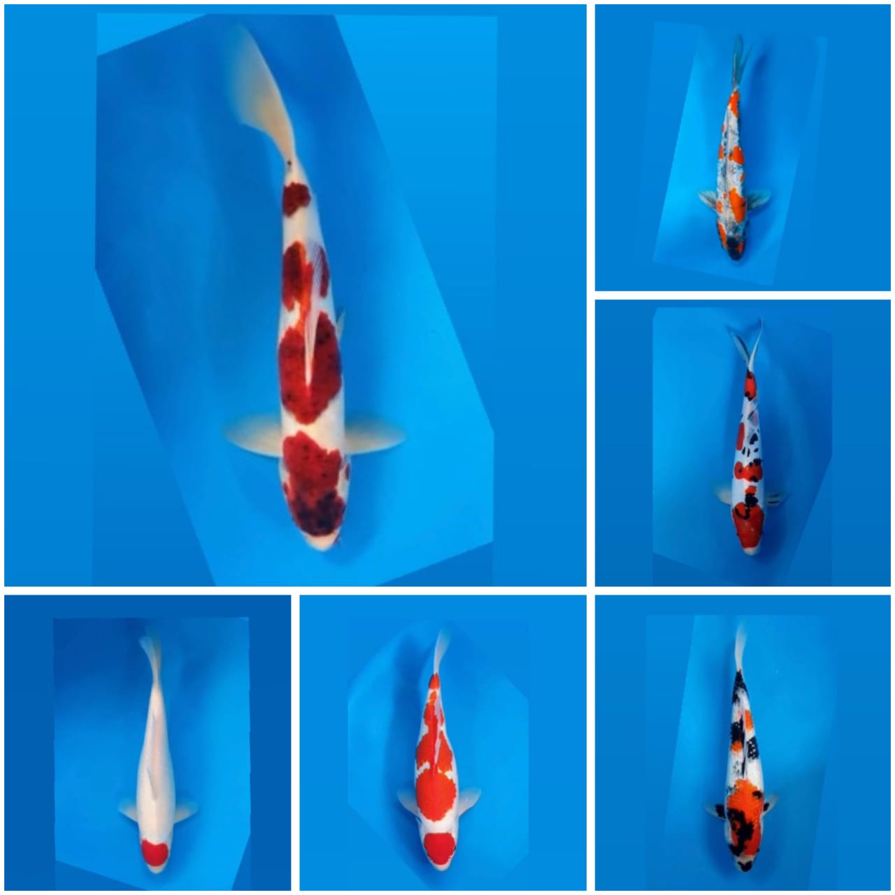 Lelang Koi Online, Jual Beli Ikan Koi, Pasar Koi Terbaik, Agen Lelang Koi, Penawaran Koi Berkualitas, Harga Jual Koi, Lelang Ikan Koi Import, Beli Koi Online, Jual Koi Murah, Koi Showroom, Penjual Koi Terpercaya, Lelang Koi Jakarta, Jual Koi Lokal, Koi Kualitas Unggul, Harga Terbaik Koi, Jual Koi Indukan, Lelang Ikan Hias Koi, Pasar Koi Indonesia, Beli Koi Berkualitas Tinggi, Koi Farm Terbesar, Jual Beli Koi Impor, Lelang Ikan Koi Kualitas Premium, Daftar Harga Koi Terbaru, Pusat Jual Beli Koi, Info Lelang Koi Hari Ini.
