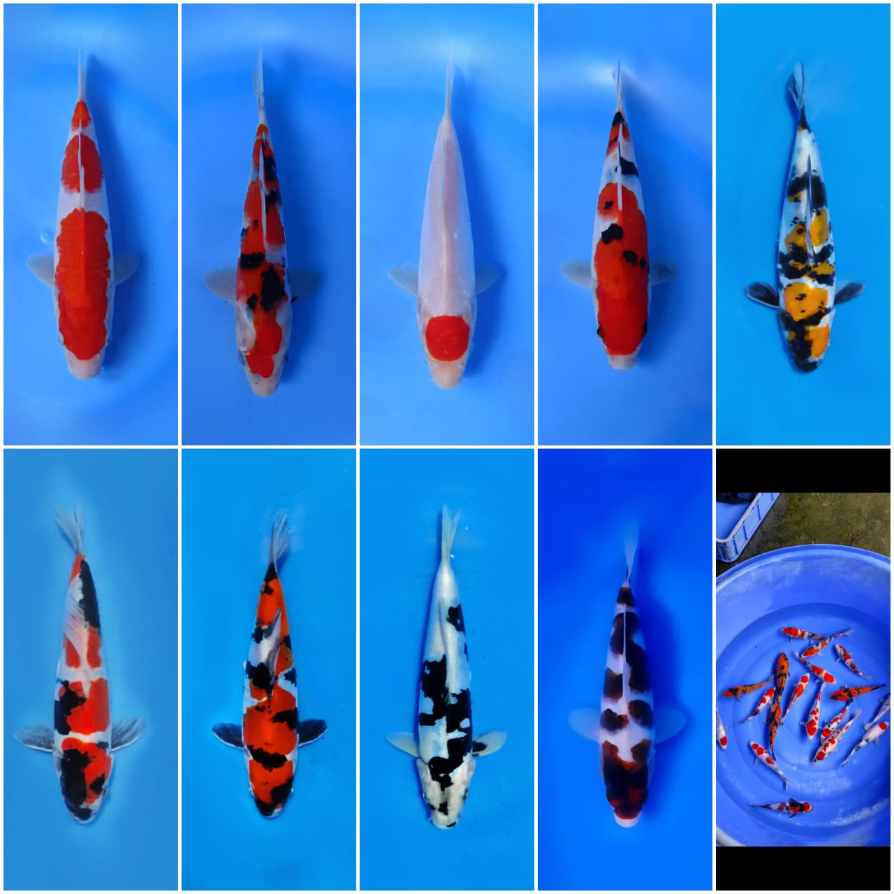 Lelang Koi Online, Jual Beli Ikan Koi, Pasar Koi Terbaik, Agen Lelang Koi, Penawaran Koi Berkualitas, Harga Jual Koi, Lelang Ikan Koi Import, Beli Koi Online, Jual Koi Murah, Koi Showroom, Penjual Koi Terpercaya, Lelang Koi Jakarta, Jual Koi Lokal, Koi Kualitas Unggul, Harga Terbaik Koi, Jual Koi Indukan, Lelang Ikan Hias Koi, Pasar Koi Indonesia, Beli Koi Berkualitas Tinggi, Koi Farm Terbesar, Jual Beli Koi Impor, Lelang Ikan Koi Kualitas Premium, Daftar Harga Koi Terbaru, Pusat Jual Beli Koi, Info Lelang Koi Hari Ini.