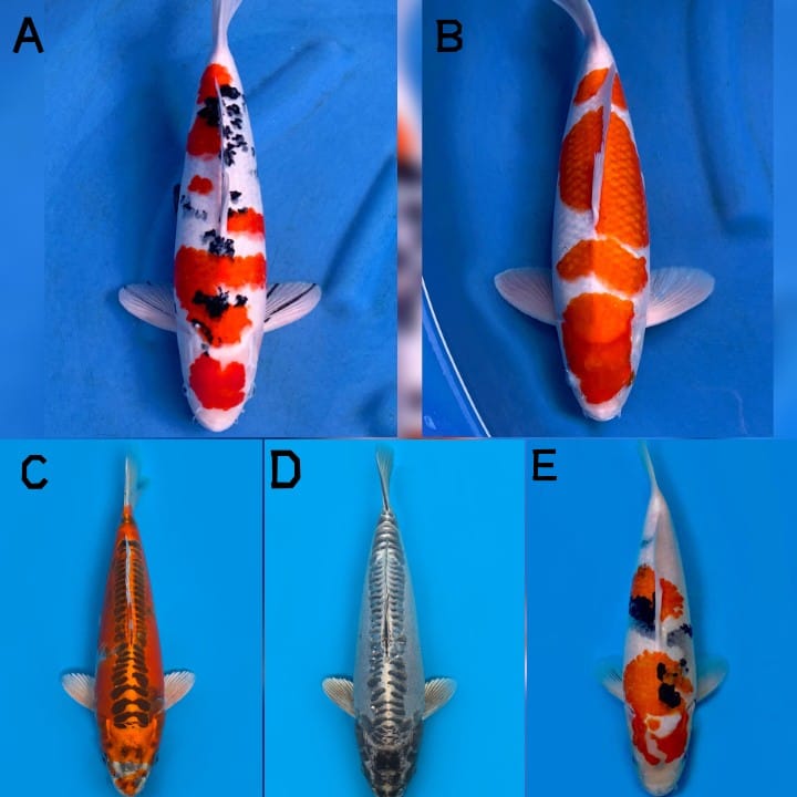 Lelang Koi Online, Jual Beli Ikan Koi, Pasar Koi Terbaik, Agen Lelang Koi, Penawaran Koi Berkualitas, Harga Jual Koi, Lelang Ikan Koi Import, Beli Koi Online, Jual Koi Murah, Koi Showroom, Penjual Koi Terpercaya, Lelang Koi Jakarta, Jual Koi Lokal, Koi Kualitas Unggul, Harga Terbaik Koi, Jual Koi Indukan, Lelang Ikan Hias Koi, Pasar Koi Indonesia, Beli Koi Berkualitas Tinggi, Koi Farm Terbesar, Jual Beli Koi Impor, Lelang Ikan Koi Kualitas Premium, Daftar Harga Koi Terbaru, Pusat Jual Beli Koi, Info Lelang Koi Hari Ini.