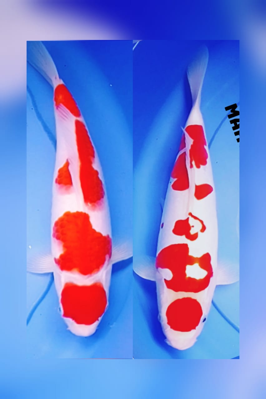 Lelang Koi Online, Jual Beli Ikan Koi, Pasar Koi Terbaik, Agen Lelang Koi, Penawaran Koi Berkualitas, Harga Jual Koi, Lelang Ikan Koi Import, Beli Koi Online, Jual Koi Murah, Koi Showroom, Penjual Koi Terpercaya, Lelang Koi Jakarta, Jual Koi Lokal, Koi Kualitas Unggul, Harga Terbaik Koi, Jual Koi Indukan, Lelang Ikan Hias Koi, Pasar Koi Indonesia, Beli Koi Berkualitas Tinggi, Koi Farm Terbesar, Jual Beli Koi Impor, Lelang Ikan Koi Kualitas Premium, Daftar Harga Koi Terbaru, Pusat Jual Beli Koi, Info Lelang Koi Hari Ini.