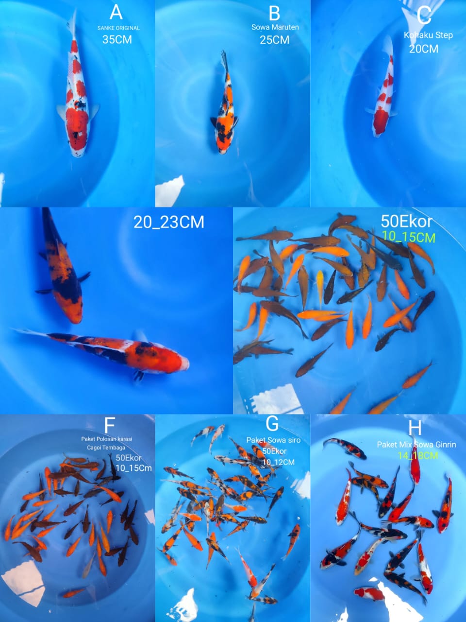 Lelang Koi Online, Jual Beli Ikan Koi, Pasar Koi Terbaik, Agen Lelang Koi, Penawaran Koi Berkualitas, Harga Jual Koi, Lelang Ikan Koi Import, Beli Koi Online, Jual Koi Murah, Koi Showroom, Penjual Koi Terpercaya, Lelang Koi Jakarta, Jual Koi Lokal, Koi Kualitas Unggul, Harga Terbaik Koi, Jual Koi Indukan, Lelang Ikan Hias Koi, Pasar Koi Indonesia, Beli Koi Berkualitas Tinggi, Koi Farm Terbesar, Jual Beli Koi Impor, Lelang Ikan Koi Kualitas Premium, Daftar Harga Koi Terbaru, Pusat Jual Beli Koi, Info Lelang Koi Hari Ini.
