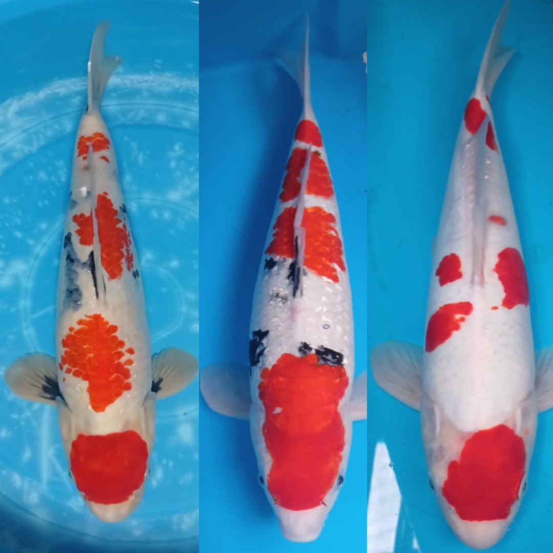 Lelang Koi Online, Jual Beli Ikan Koi, Pasar Koi Terbaik, Agen Lelang Koi, Penawaran Koi Berkualitas, Harga Jual Koi, Lelang Ikan Koi Import, Beli Koi Online, Jual Koi Murah, Koi Showroom, Penjual Koi Terpercaya, Lelang Koi Jakarta, Jual Koi Lokal, Koi Kualitas Unggul, Harga Terbaik Koi, Jual Koi Indukan, Lelang Ikan Hias Koi, Pasar Koi Indonesia, Beli Koi Berkualitas Tinggi, Koi Farm Terbesar, Jual Beli Koi Impor, Lelang Ikan Koi Kualitas Premium, Daftar Harga Koi Terbaru, Pusat Jual Beli Koi, Info Lelang Koi Hari Ini.