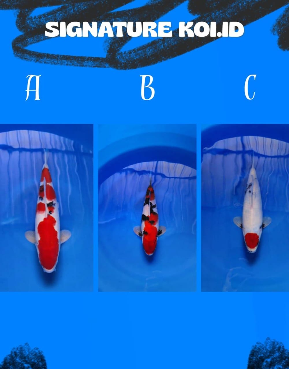 Lelang Koi Online, Jual Beli Ikan Koi, Pasar Koi Terbaik, Agen Lelang Koi, Penawaran Koi Berkualitas, Harga Jual Koi, Lelang Ikan Koi Import, Beli Koi Online, Jual Koi Murah, Koi Showroom, Penjual Koi Terpercaya, Lelang Koi Jakarta, Jual Koi Lokal, Koi Kualitas Unggul, Harga Terbaik Koi, Jual Koi Indukan, Lelang Ikan Hias Koi, Pasar Koi Indonesia, Beli Koi Berkualitas Tinggi, Koi Farm Terbesar, Jual Beli Koi Impor, Lelang Ikan Koi Kualitas Premium, Daftar Harga Koi Terbaru, Pusat Jual Beli Koi, Info Lelang Koi Hari Ini.