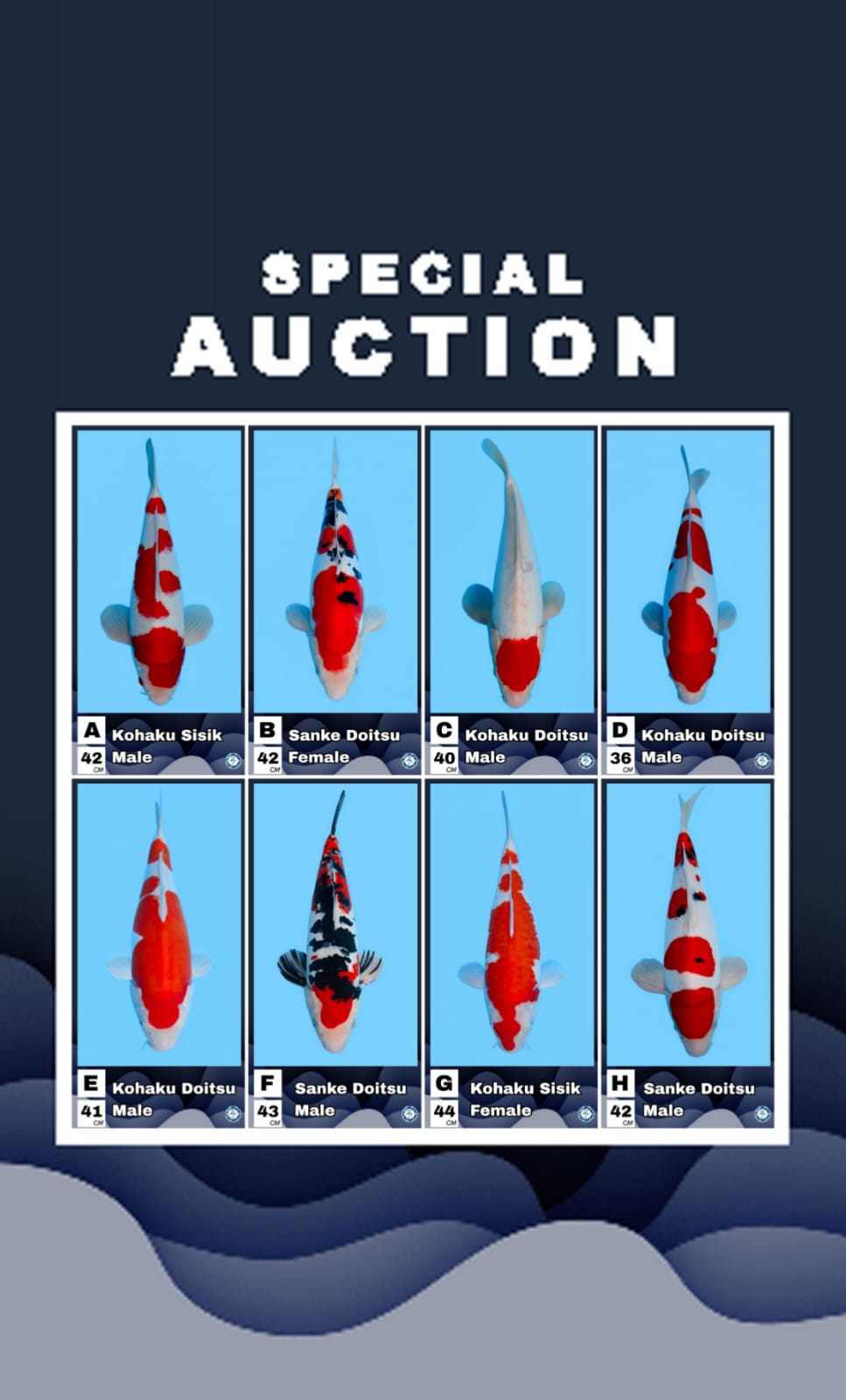 Lelang Koi Online, Jual Beli Ikan Koi, Pasar Koi Terbaik, Agen Lelang Koi, Penawaran Koi Berkualitas, Harga Jual Koi, Lelang Ikan Koi Import, Beli Koi Online, Jual Koi Murah, Koi Showroom, Penjual Koi Terpercaya, Lelang Koi Jakarta, Jual Koi Lokal, Koi Kualitas Unggul, Harga Terbaik Koi, Jual Koi Indukan, Lelang Ikan Hias Koi, Pasar Koi Indonesia, Beli Koi Berkualitas Tinggi, Koi Farm Terbesar, Jual Beli Koi Impor, Lelang Ikan Koi Kualitas Premium, Daftar Harga Koi Terbaru, Pusat Jual Beli Koi, Info Lelang Koi Hari Ini.
