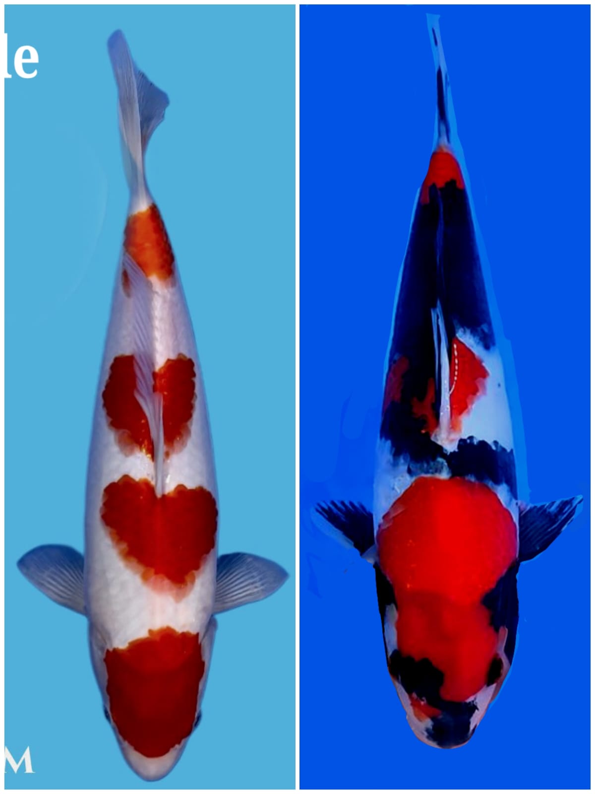 Lelang Koi Online, Jual Beli Ikan Koi, Pasar Koi Terbaik, Agen Lelang Koi, Penawaran Koi Berkualitas, Harga Jual Koi, Lelang Ikan Koi Import, Beli Koi Online, Jual Koi Murah, Koi Showroom, Penjual Koi Terpercaya, Lelang Koi Jakarta, Jual Koi Lokal, Koi Kualitas Unggul, Harga Terbaik Koi, Jual Koi Indukan, Lelang Ikan Hias Koi, Pasar Koi Indonesia, Beli Koi Berkualitas Tinggi, Koi Farm Terbesar, Jual Beli Koi Impor, Lelang Ikan Koi Kualitas Premium, Daftar Harga Koi Terbaru, Pusat Jual Beli Koi, Info Lelang Koi Hari Ini.