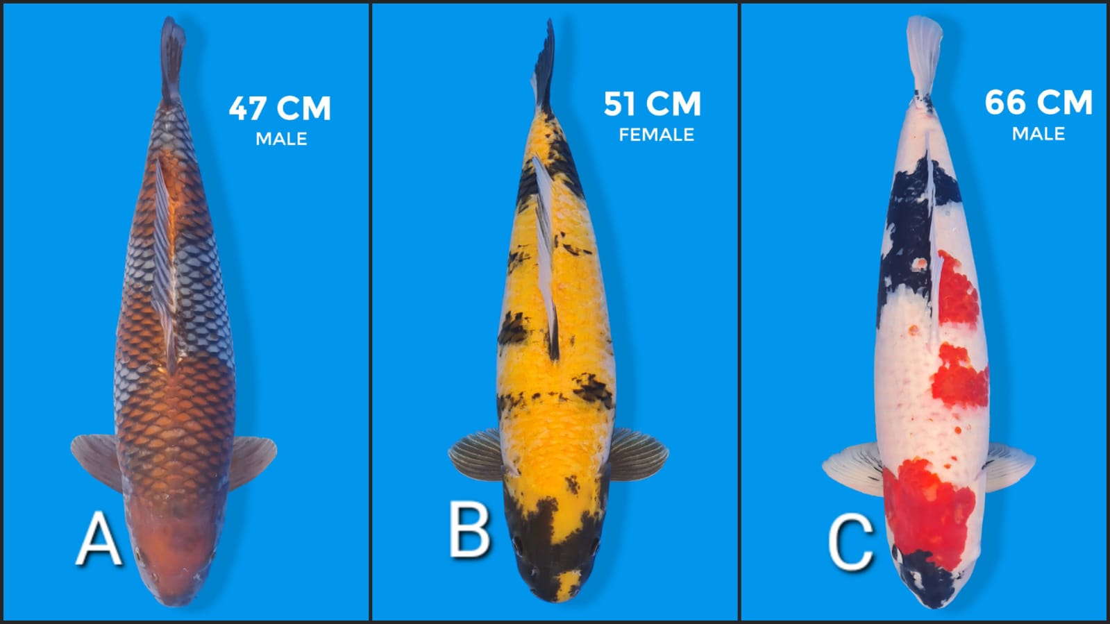 Lelang Koi Online, Jual Beli Ikan Koi, Pasar Koi Terbaik, Agen Lelang Koi, Penawaran Koi Berkualitas, Harga Jual Koi, Lelang Ikan Koi Import, Beli Koi Online, Jual Koi Murah, Koi Showroom, Penjual Koi Terpercaya, Lelang Koi Jakarta, Jual Koi Lokal, Koi Kualitas Unggul, Harga Terbaik Koi, Jual Koi Indukan, Lelang Ikan Hias Koi, Pasar Koi Indonesia, Beli Koi Berkualitas Tinggi, Koi Farm Terbesar, Jual Beli Koi Impor, Lelang Ikan Koi Kualitas Premium, Daftar Harga Koi Terbaru, Pusat Jual Beli Koi, Info Lelang Koi Hari Ini.