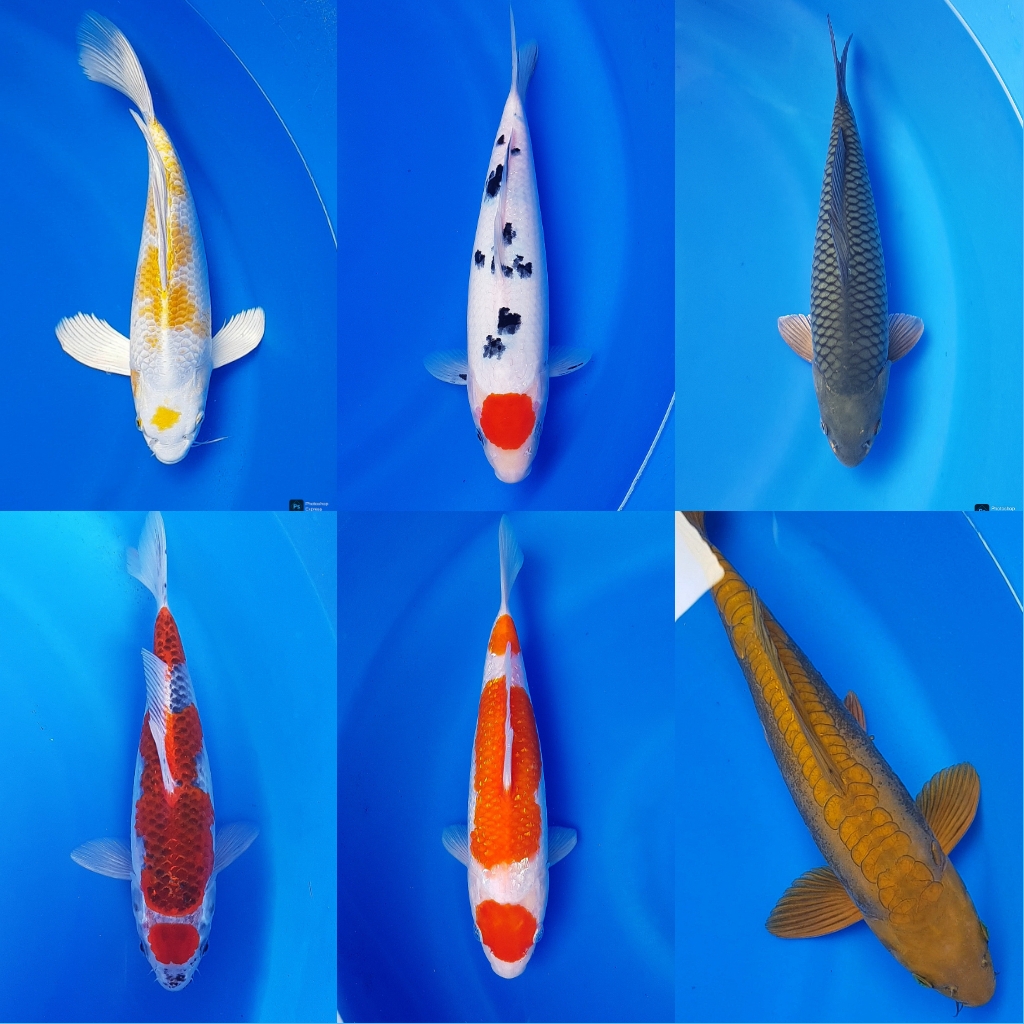 Lelang Koi Online, Jual Beli Ikan Koi, Pasar Koi Terbaik, Agen Lelang Koi, Penawaran Koi Berkualitas, Harga Jual Koi, Lelang Ikan Koi Import, Beli Koi Online, Jual Koi Murah, Koi Showroom, Penjual Koi Terpercaya, Lelang Koi Jakarta, Jual Koi Lokal, Koi Kualitas Unggul, Harga Terbaik Koi, Jual Koi Indukan, Lelang Ikan Hias Koi, Pasar Koi Indonesia, Beli Koi Berkualitas Tinggi, Koi Farm Terbesar, Jual Beli Koi Impor, Lelang Ikan Koi Kualitas Premium, Daftar Harga Koi Terbaru, Pusat Jual Beli Koi, Info Lelang Koi Hari Ini.