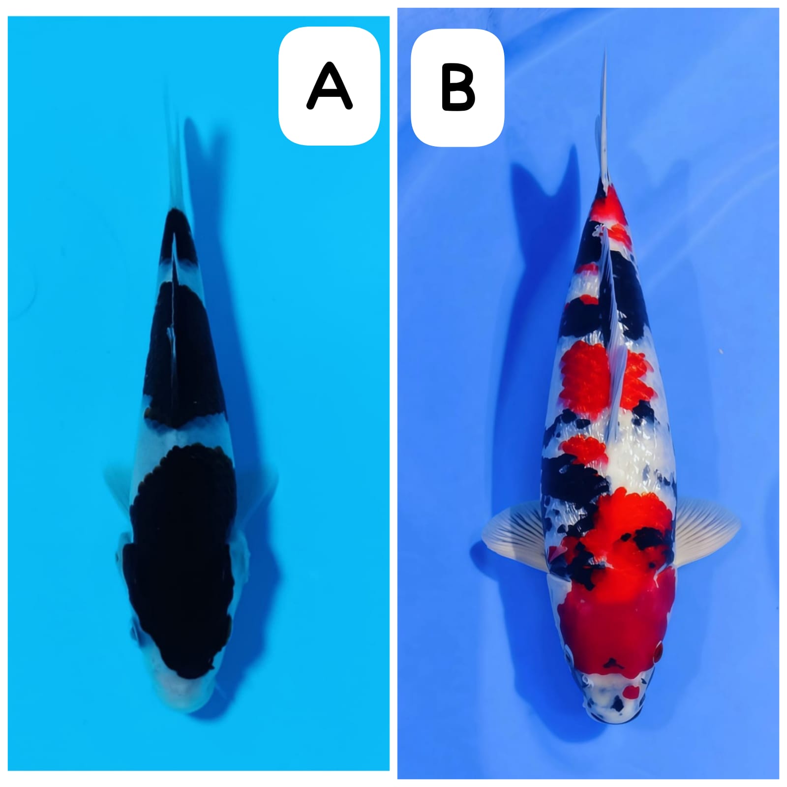 Lelang Koi Online, Jual Beli Ikan Koi, Pasar Koi Terbaik, Agen Lelang Koi, Penawaran Koi Berkualitas, Harga Jual Koi, Lelang Ikan Koi Import, Beli Koi Online, Jual Koi Murah, Koi Showroom, Penjual Koi Terpercaya, Lelang Koi Jakarta, Jual Koi Lokal, Koi Kualitas Unggul, Harga Terbaik Koi, Jual Koi Indukan, Lelang Ikan Hias Koi, Pasar Koi Indonesia, Beli Koi Berkualitas Tinggi, Koi Farm Terbesar, Jual Beli Koi Impor, Lelang Ikan Koi Kualitas Premium, Daftar Harga Koi Terbaru, Pusat Jual Beli Koi, Info Lelang Koi Hari Ini.