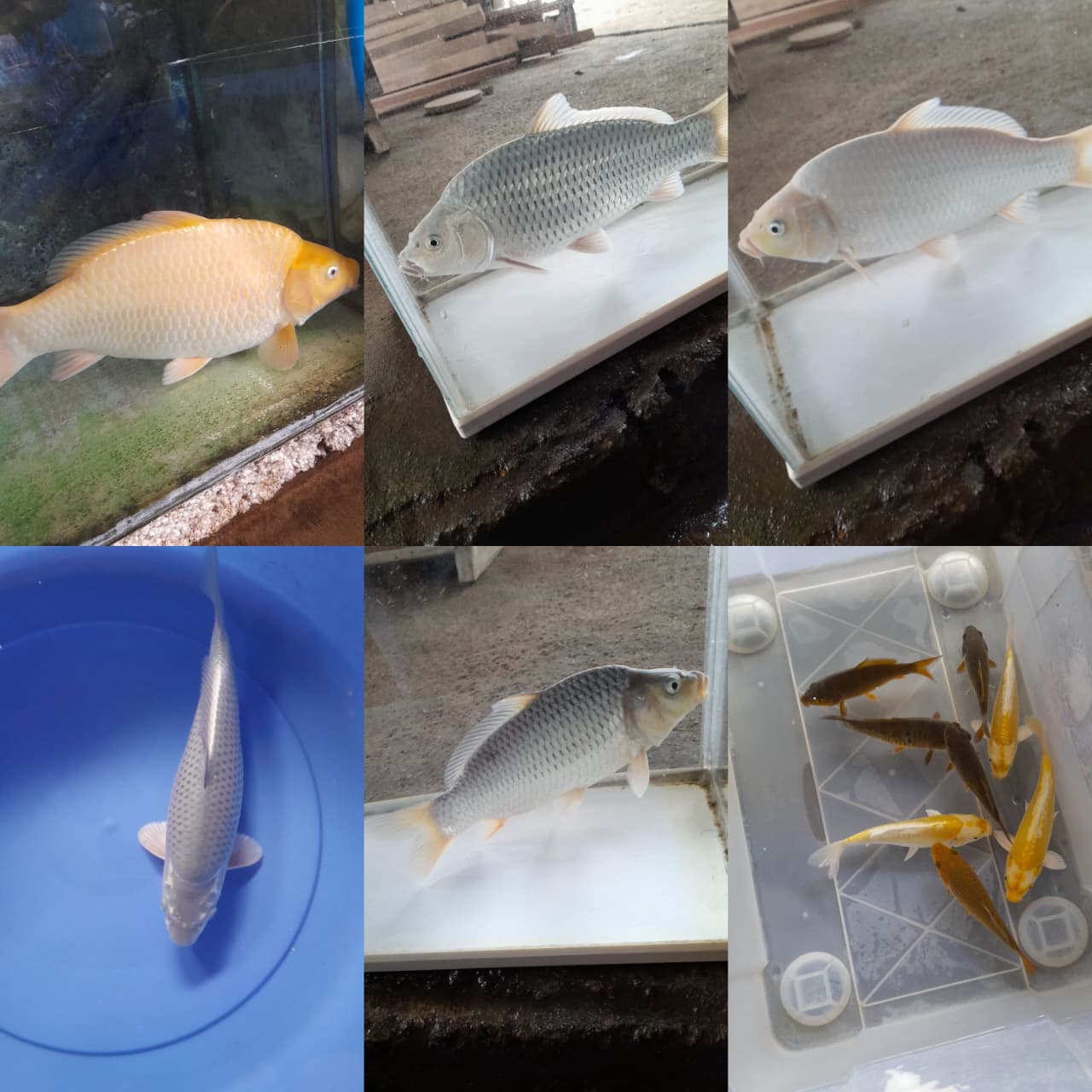 Lelang Koi Online, Jual Beli Ikan Koi, Pasar Koi Terbaik, Agen Lelang Koi, Penawaran Koi Berkualitas, Harga Jual Koi, Lelang Ikan Koi Import, Beli Koi Online, Jual Koi Murah, Koi Showroom, Penjual Koi Terpercaya, Lelang Koi Jakarta, Jual Koi Lokal, Koi Kualitas Unggul, Harga Terbaik Koi, Jual Koi Indukan, Lelang Ikan Hias Koi, Pasar Koi Indonesia, Beli Koi Berkualitas Tinggi, Koi Farm Terbesar, Jual Beli Koi Impor, Lelang Ikan Koi Kualitas Premium, Daftar Harga Koi Terbaru, Pusat Jual Beli Koi, Info Lelang Koi Hari Ini.