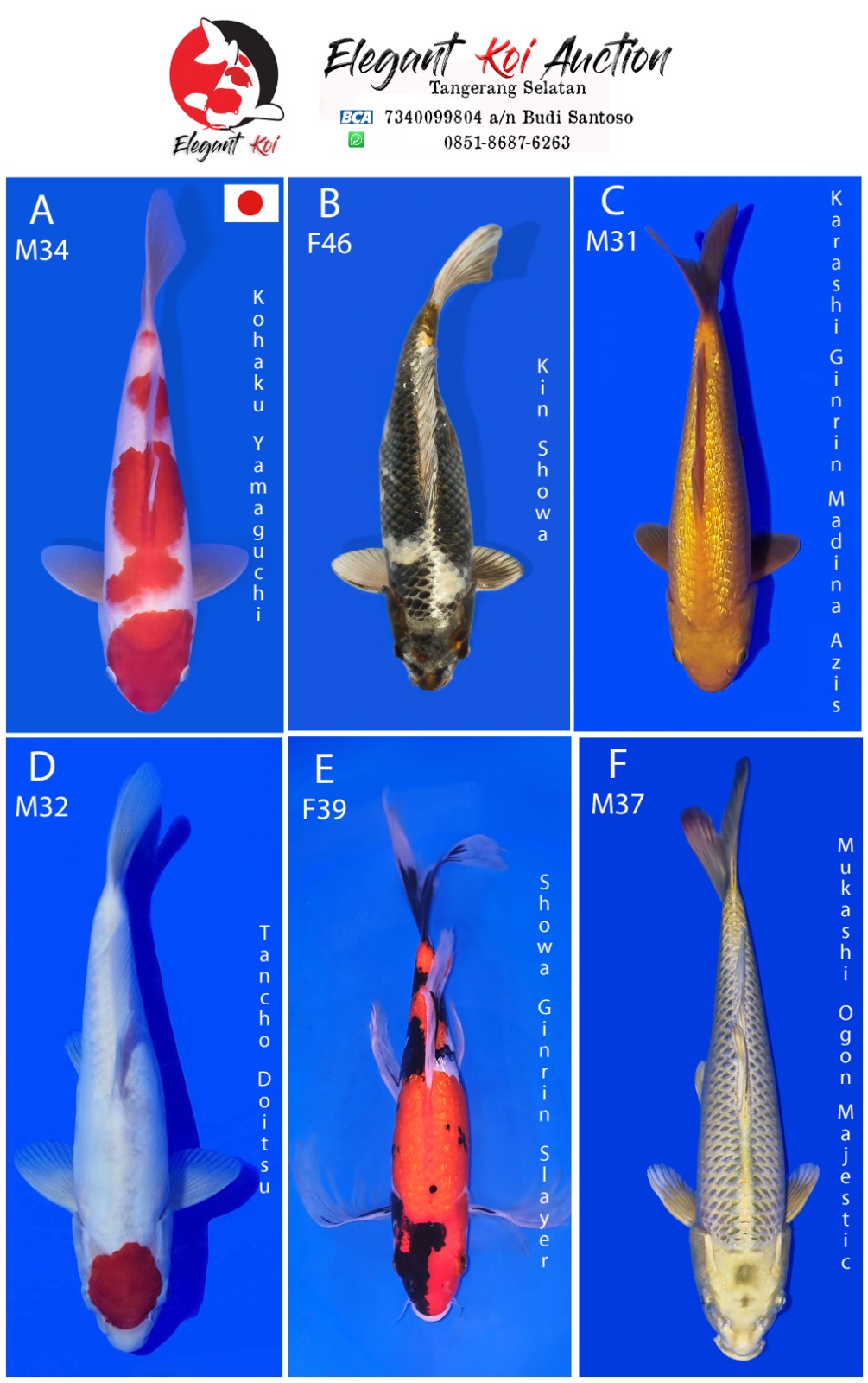 Lelang Koi Online, Jual Beli Ikan Koi, Pasar Koi Terbaik, Agen Lelang Koi, Penawaran Koi Berkualitas, Harga Jual Koi, Lelang Ikan Koi Import, Beli Koi Online, Jual Koi Murah, Koi Showroom, Penjual Koi Terpercaya, Lelang Koi Jakarta, Jual Koi Lokal, Koi Kualitas Unggul, Harga Terbaik Koi, Jual Koi Indukan, Lelang Ikan Hias Koi, Pasar Koi Indonesia, Beli Koi Berkualitas Tinggi, Koi Farm Terbesar, Jual Beli Koi Impor, Lelang Ikan Koi Kualitas Premium, Daftar Harga Koi Terbaru, Pusat Jual Beli Koi, Info Lelang Koi Hari Ini.