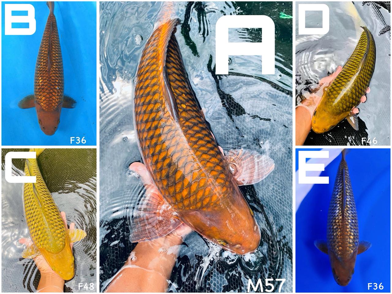 Lelang Koi Online, Jual Beli Ikan Koi, Pasar Koi Terbaik, Agen Lelang Koi, Penawaran Koi Berkualitas, Harga Jual Koi, Lelang Ikan Koi Import, Beli Koi Online, Jual Koi Murah, Koi Showroom, Penjual Koi Terpercaya, Lelang Koi Jakarta, Jual Koi Lokal, Koi Kualitas Unggul, Harga Terbaik Koi, Jual Koi Indukan, Lelang Ikan Hias Koi, Pasar Koi Indonesia, Beli Koi Berkualitas Tinggi, Koi Farm Terbesar, Jual Beli Koi Impor, Lelang Ikan Koi Kualitas Premium, Daftar Harga Koi Terbaru, Pusat Jual Beli Koi, Info Lelang Koi Hari Ini.