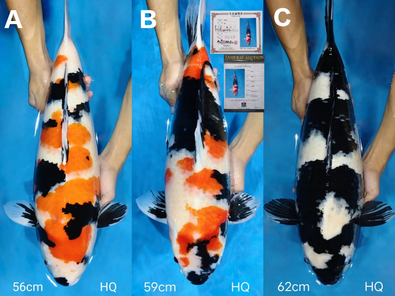 Lelang Koi Online, Jual Beli Ikan Koi, Pasar Koi Terbaik, Agen Lelang Koi, Penawaran Koi Berkualitas, Harga Jual Koi, Lelang Ikan Koi Import, Beli Koi Online, Jual Koi Murah, Koi Showroom, Penjual Koi Terpercaya, Lelang Koi Jakarta, Jual Koi Lokal, Koi Kualitas Unggul, Harga Terbaik Koi, Jual Koi Indukan, Lelang Ikan Hias Koi, Pasar Koi Indonesia, Beli Koi Berkualitas Tinggi, Koi Farm Terbesar, Jual Beli Koi Impor, Lelang Ikan Koi Kualitas Premium, Daftar Harga Koi Terbaru, Pusat Jual Beli Koi, Info Lelang Koi Hari Ini.