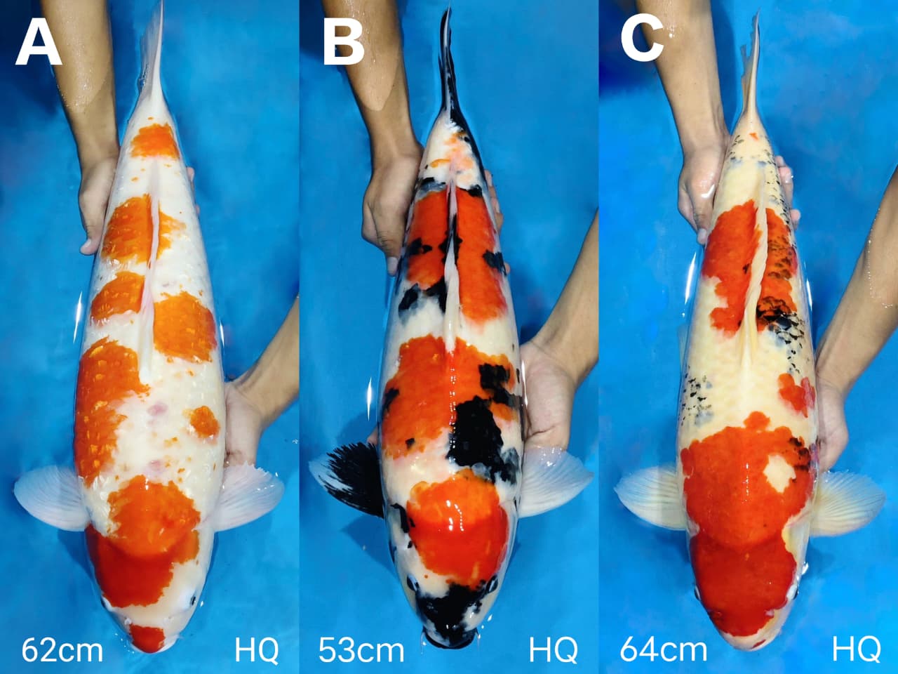 Lelang Koi Online, Jual Beli Ikan Koi, Pasar Koi Terbaik, Agen Lelang Koi, Penawaran Koi Berkualitas, Harga Jual Koi, Lelang Ikan Koi Import, Beli Koi Online, Jual Koi Murah, Koi Showroom, Penjual Koi Terpercaya, Lelang Koi Jakarta, Jual Koi Lokal, Koi Kualitas Unggul, Harga Terbaik Koi, Jual Koi Indukan, Lelang Ikan Hias Koi, Pasar Koi Indonesia, Beli Koi Berkualitas Tinggi, Koi Farm Terbesar, Jual Beli Koi Impor, Lelang Ikan Koi Kualitas Premium, Daftar Harga Koi Terbaru, Pusat Jual Beli Koi, Info Lelang Koi Hari Ini.