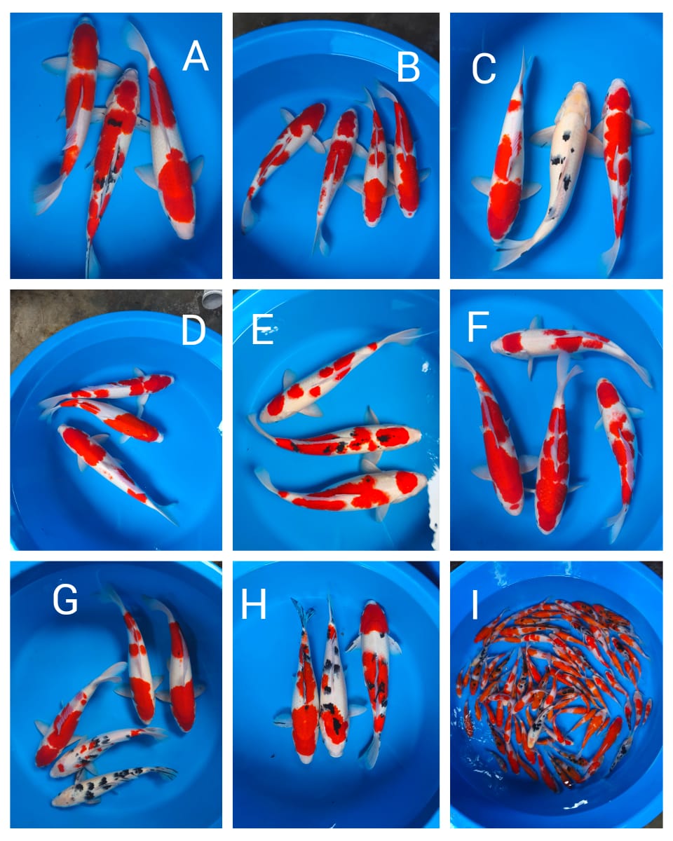 Lelang Koi Online, Jual Beli Ikan Koi, Pasar Koi Terbaik, Agen Lelang Koi, Penawaran Koi Berkualitas, Harga Jual Koi, Lelang Ikan Koi Import, Beli Koi Online, Jual Koi Murah, Koi Showroom, Penjual Koi Terpercaya, Lelang Koi Jakarta, Jual Koi Lokal, Koi Kualitas Unggul, Harga Terbaik Koi, Jual Koi Indukan, Lelang Ikan Hias Koi, Pasar Koi Indonesia, Beli Koi Berkualitas Tinggi, Koi Farm Terbesar, Jual Beli Koi Impor, Lelang Ikan Koi Kualitas Premium, Daftar Harga Koi Terbaru, Pusat Jual Beli Koi, Info Lelang Koi Hari Ini.