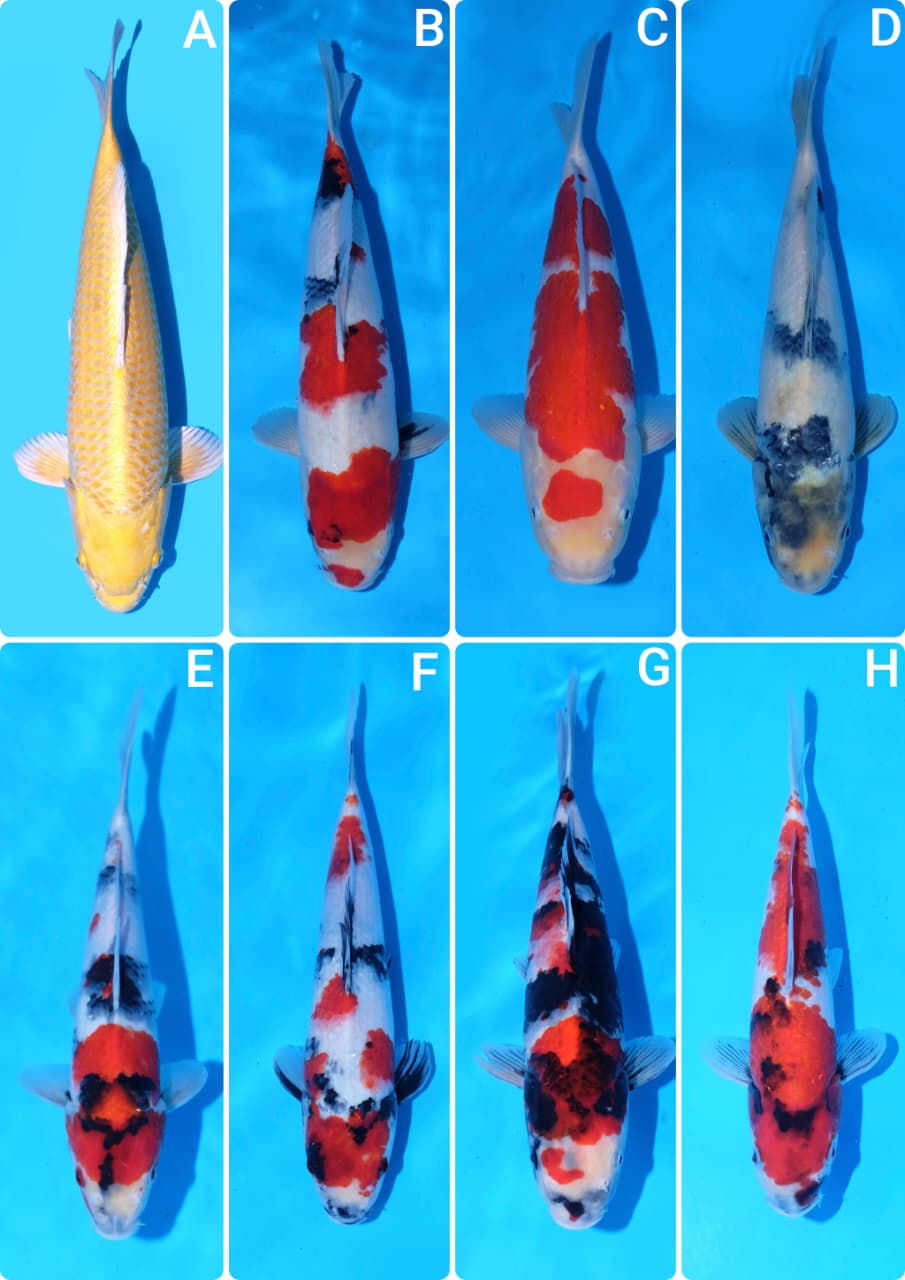 Lelang Koi Online, Jual Beli Ikan Koi, Pasar Koi Terbaik, Agen Lelang Koi, Penawaran Koi Berkualitas, Harga Jual Koi, Lelang Ikan Koi Import, Beli Koi Online, Jual Koi Murah, Koi Showroom, Penjual Koi Terpercaya, Lelang Koi Jakarta, Jual Koi Lokal, Koi Kualitas Unggul, Harga Terbaik Koi, Jual Koi Indukan, Lelang Ikan Hias Koi, Pasar Koi Indonesia, Beli Koi Berkualitas Tinggi, Koi Farm Terbesar, Jual Beli Koi Impor, Lelang Ikan Koi Kualitas Premium, Daftar Harga Koi Terbaru, Pusat Jual Beli Koi, Info Lelang Koi Hari Ini.