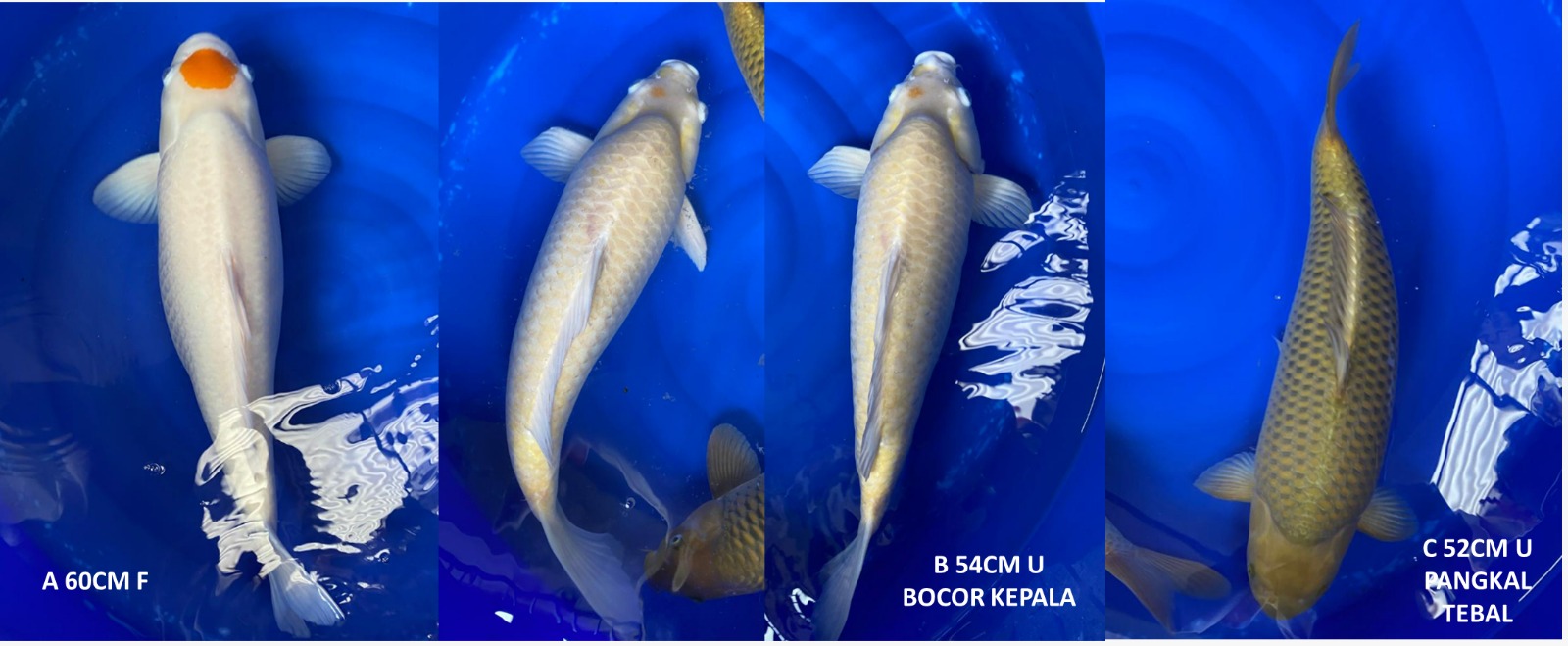 Lelang Koi Online, Jual Beli Ikan Koi, Pasar Koi Terbaik, Agen Lelang Koi, Penawaran Koi Berkualitas, Harga Jual Koi, Lelang Ikan Koi Import, Beli Koi Online, Jual Koi Murah, Koi Showroom, Penjual Koi Terpercaya, Lelang Koi Jakarta, Jual Koi Lokal, Koi Kualitas Unggul, Harga Terbaik Koi, Jual Koi Indukan, Lelang Ikan Hias Koi, Pasar Koi Indonesia, Beli Koi Berkualitas Tinggi, Koi Farm Terbesar, Jual Beli Koi Impor, Lelang Ikan Koi Kualitas Premium, Daftar Harga Koi Terbaru, Pusat Jual Beli Koi, Info Lelang Koi Hari Ini.