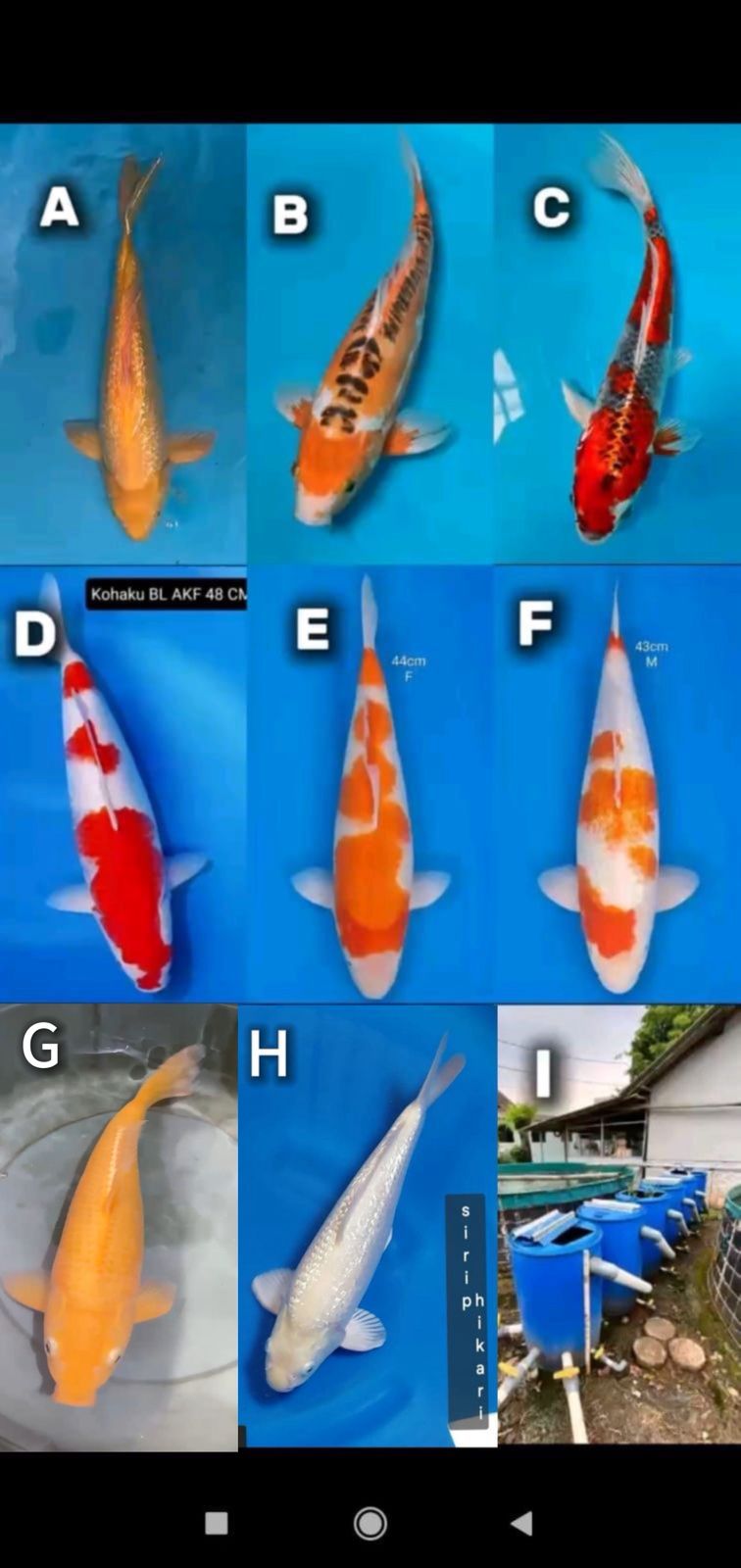 Lelang Koi Online, Jual Beli Ikan Koi, Pasar Koi Terbaik, Agen Lelang Koi, Penawaran Koi Berkualitas, Harga Jual Koi, Lelang Ikan Koi Import, Beli Koi Online, Jual Koi Murah, Koi Showroom, Penjual Koi Terpercaya, Lelang Koi Jakarta, Jual Koi Lokal, Koi Kualitas Unggul, Harga Terbaik Koi, Jual Koi Indukan, Lelang Ikan Hias Koi, Pasar Koi Indonesia, Beli Koi Berkualitas Tinggi, Koi Farm Terbesar, Jual Beli Koi Impor, Lelang Ikan Koi Kualitas Premium, Daftar Harga Koi Terbaru, Pusat Jual Beli Koi, Info Lelang Koi Hari Ini.