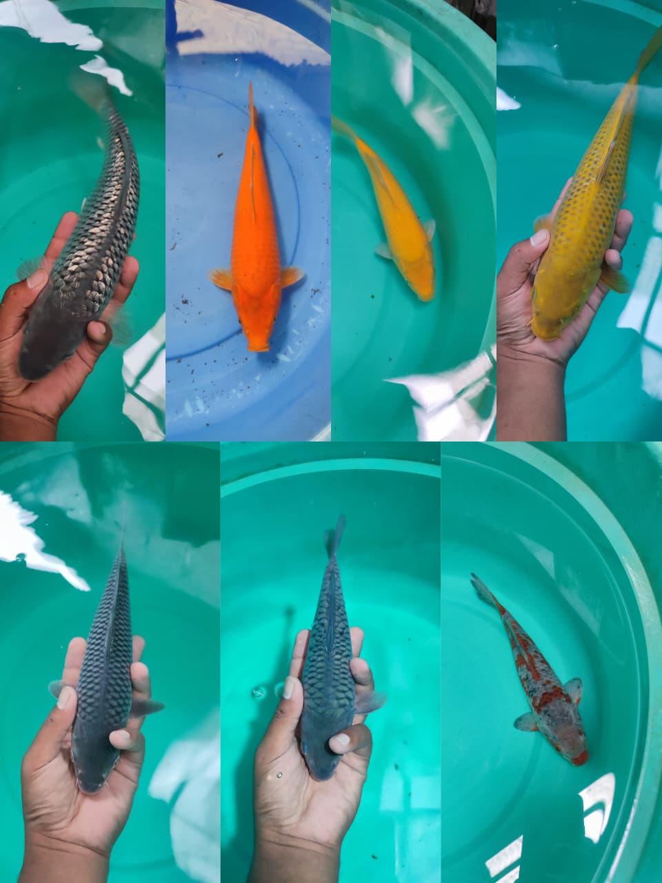 Lelang Koi Online, Jual Beli Ikan Koi, Pasar Koi Terbaik, Agen Lelang Koi, Penawaran Koi Berkualitas, Harga Jual Koi, Lelang Ikan Koi Import, Beli Koi Online, Jual Koi Murah, Koi Showroom, Penjual Koi Terpercaya, Lelang Koi Jakarta, Jual Koi Lokal, Koi Kualitas Unggul, Harga Terbaik Koi, Jual Koi Indukan, Lelang Ikan Hias Koi, Pasar Koi Indonesia, Beli Koi Berkualitas Tinggi, Koi Farm Terbesar, Jual Beli Koi Impor, Lelang Ikan Koi Kualitas Premium, Daftar Harga Koi Terbaru, Pusat Jual Beli Koi, Info Lelang Koi Hari Ini.