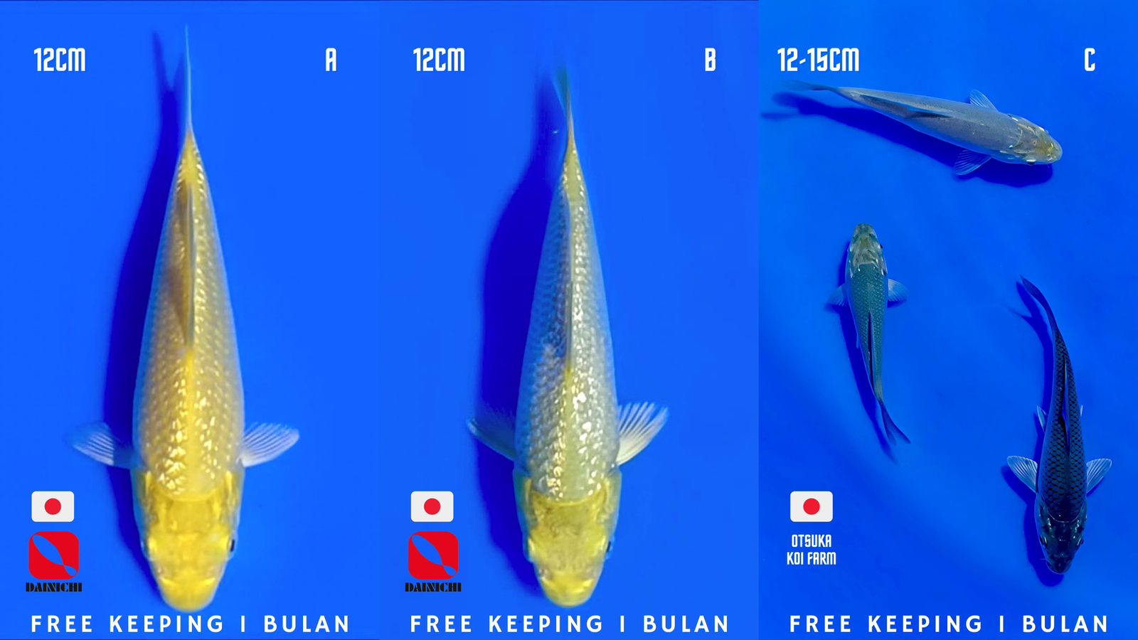 Lelang Koi Online, Jual Beli Ikan Koi, Pasar Koi Terbaik, Agen Lelang Koi, Penawaran Koi Berkualitas, Harga Jual Koi, Lelang Ikan Koi Import, Beli Koi Online, Jual Koi Murah, Koi Showroom, Penjual Koi Terpercaya, Lelang Koi Jakarta, Jual Koi Lokal, Koi Kualitas Unggul, Harga Terbaik Koi, Jual Koi Indukan, Lelang Ikan Hias Koi, Pasar Koi Indonesia, Beli Koi Berkualitas Tinggi, Koi Farm Terbesar, Jual Beli Koi Impor, Lelang Ikan Koi Kualitas Premium, Daftar Harga Koi Terbaru, Pusat Jual Beli Koi, Info Lelang Koi Hari Ini.