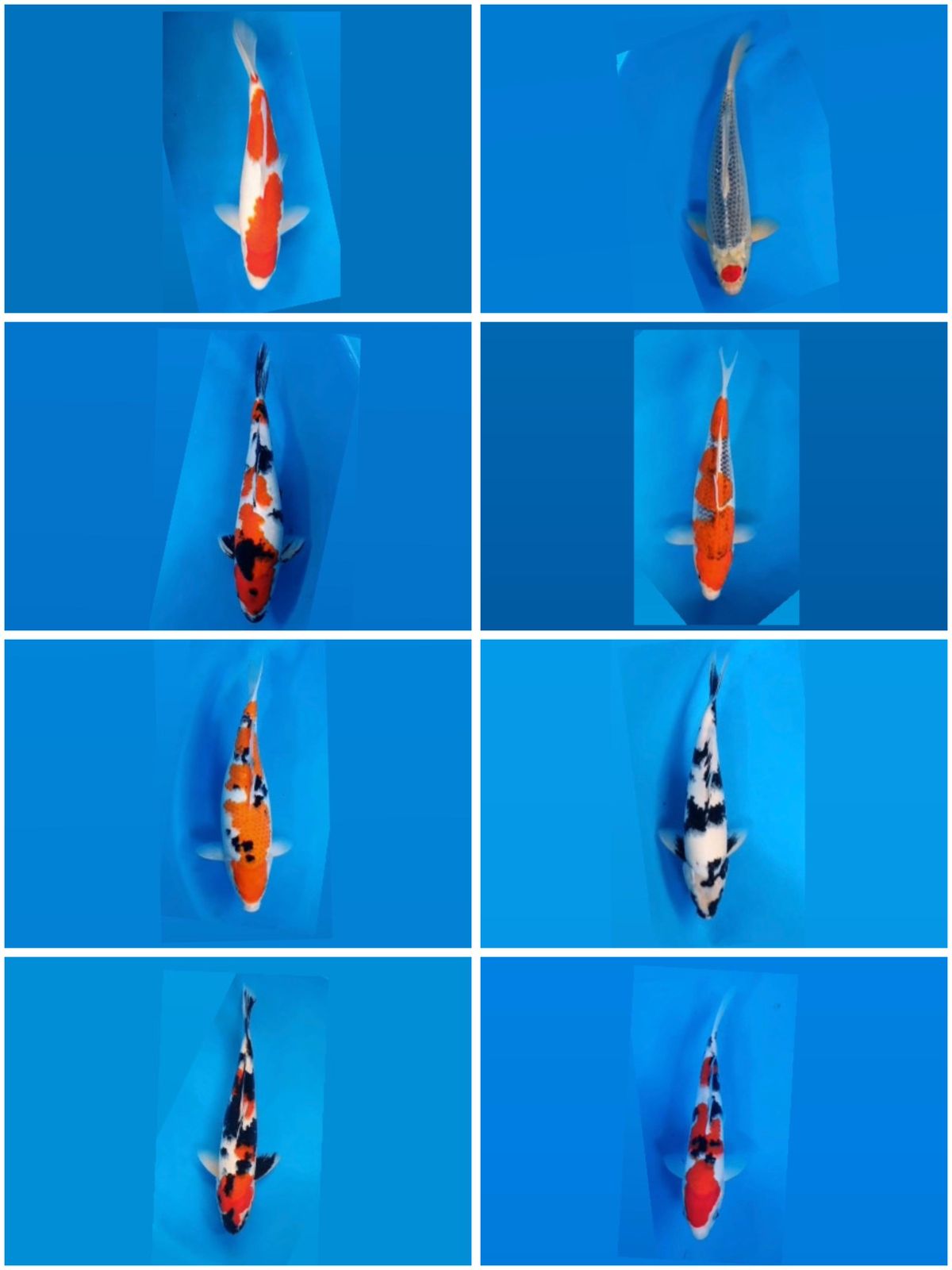 Lelang Koi Online, Jual Beli Ikan Koi, Pasar Koi Terbaik, Agen Lelang Koi, Penawaran Koi Berkualitas, Harga Jual Koi, Lelang Ikan Koi Import, Beli Koi Online, Jual Koi Murah, Koi Showroom, Penjual Koi Terpercaya, Lelang Koi Jakarta, Jual Koi Lokal, Koi Kualitas Unggul, Harga Terbaik Koi, Jual Koi Indukan, Lelang Ikan Hias Koi, Pasar Koi Indonesia, Beli Koi Berkualitas Tinggi, Koi Farm Terbesar, Jual Beli Koi Impor, Lelang Ikan Koi Kualitas Premium, Daftar Harga Koi Terbaru, Pusat Jual Beli Koi, Info Lelang Koi Hari Ini.