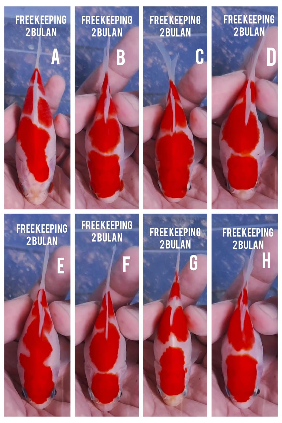 Lelang Koi Online, Jual Beli Ikan Koi, Pasar Koi Terbaik, Agen Lelang Koi, Penawaran Koi Berkualitas, Harga Jual Koi, Lelang Ikan Koi Import, Beli Koi Online, Jual Koi Murah, Koi Showroom, Penjual Koi Terpercaya, Lelang Koi Jakarta, Jual Koi Lokal, Koi Kualitas Unggul, Harga Terbaik Koi, Jual Koi Indukan, Lelang Ikan Hias Koi, Pasar Koi Indonesia, Beli Koi Berkualitas Tinggi, Koi Farm Terbesar, Jual Beli Koi Impor, Lelang Ikan Koi Kualitas Premium, Daftar Harga Koi Terbaru, Pusat Jual Beli Koi, Info Lelang Koi Hari Ini.