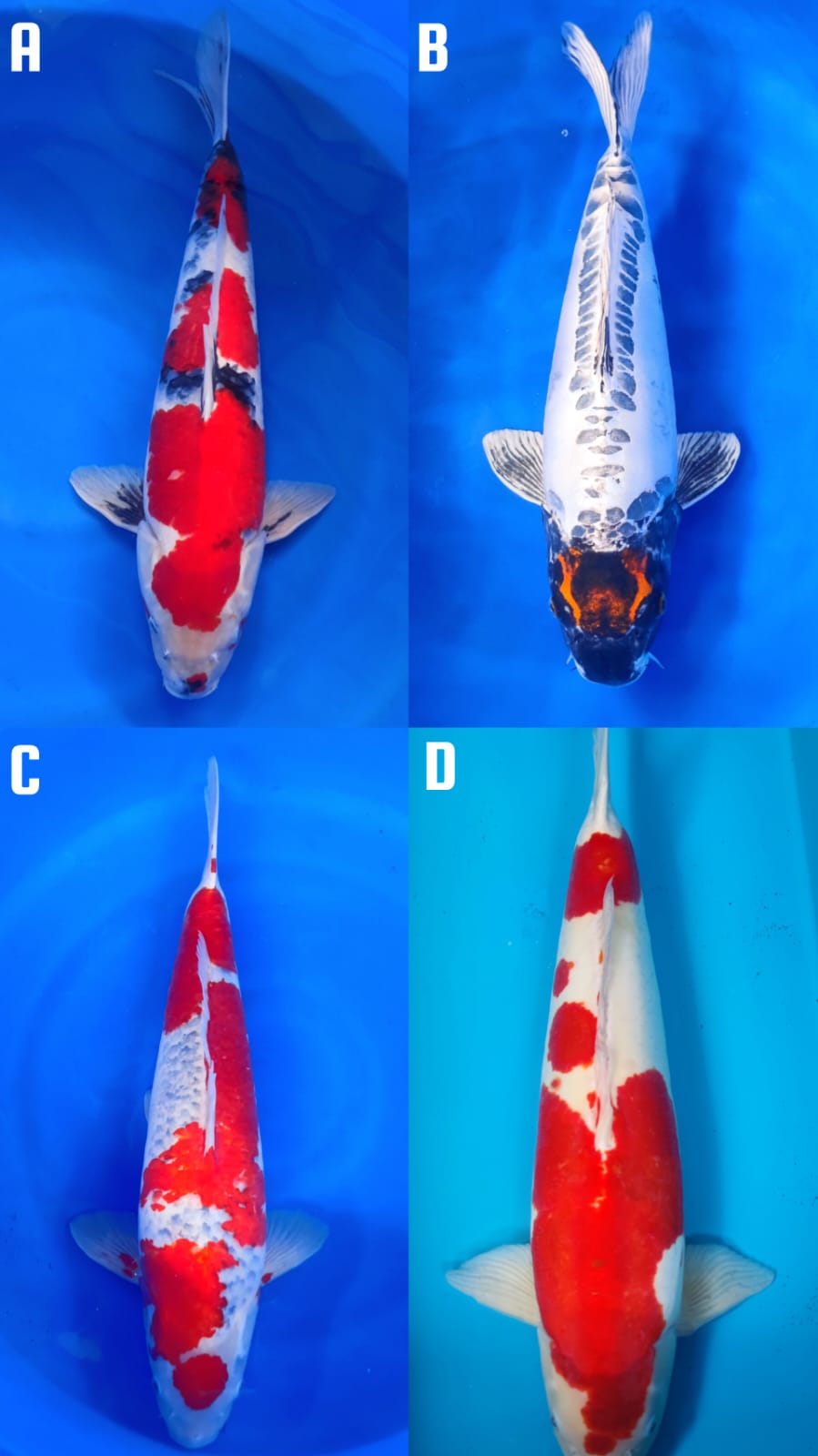 Lelang Koi Online, Jual Beli Ikan Koi, Pasar Koi Terbaik, Agen Lelang Koi, Penawaran Koi Berkualitas, Harga Jual Koi, Lelang Ikan Koi Import, Beli Koi Online, Jual Koi Murah, Koi Showroom, Penjual Koi Terpercaya, Lelang Koi Jakarta, Jual Koi Lokal, Koi Kualitas Unggul, Harga Terbaik Koi, Jual Koi Indukan, Lelang Ikan Hias Koi, Pasar Koi Indonesia, Beli Koi Berkualitas Tinggi, Koi Farm Terbesar, Jual Beli Koi Impor, Lelang Ikan Koi Kualitas Premium, Daftar Harga Koi Terbaru, Pusat Jual Beli Koi, Info Lelang Koi Hari Ini.