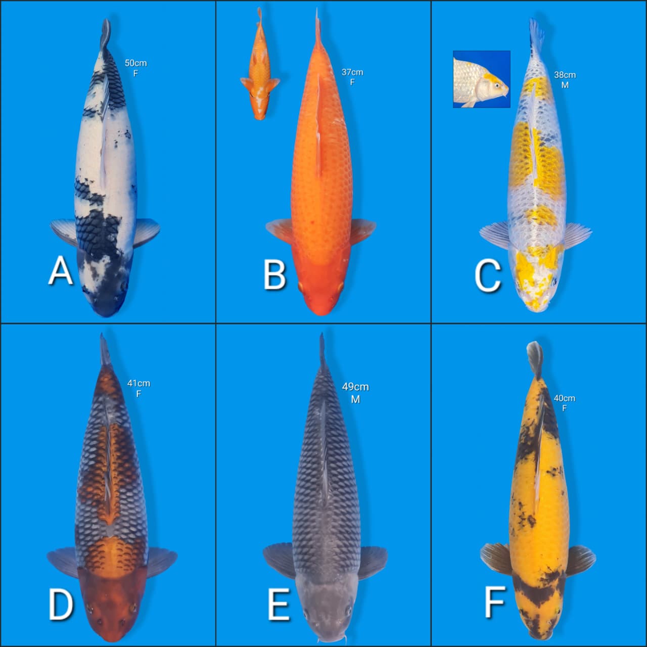 Lelang Koi Online, Jual Beli Ikan Koi, Pasar Koi Terbaik, Agen Lelang Koi, Penawaran Koi Berkualitas, Harga Jual Koi, Lelang Ikan Koi Import, Beli Koi Online, Jual Koi Murah, Koi Showroom, Penjual Koi Terpercaya, Lelang Koi Jakarta, Jual Koi Lokal, Koi Kualitas Unggul, Harga Terbaik Koi, Jual Koi Indukan, Lelang Ikan Hias Koi, Pasar Koi Indonesia, Beli Koi Berkualitas Tinggi, Koi Farm Terbesar, Jual Beli Koi Impor, Lelang Ikan Koi Kualitas Premium, Daftar Harga Koi Terbaru, Pusat Jual Beli Koi, Info Lelang Koi Hari Ini.