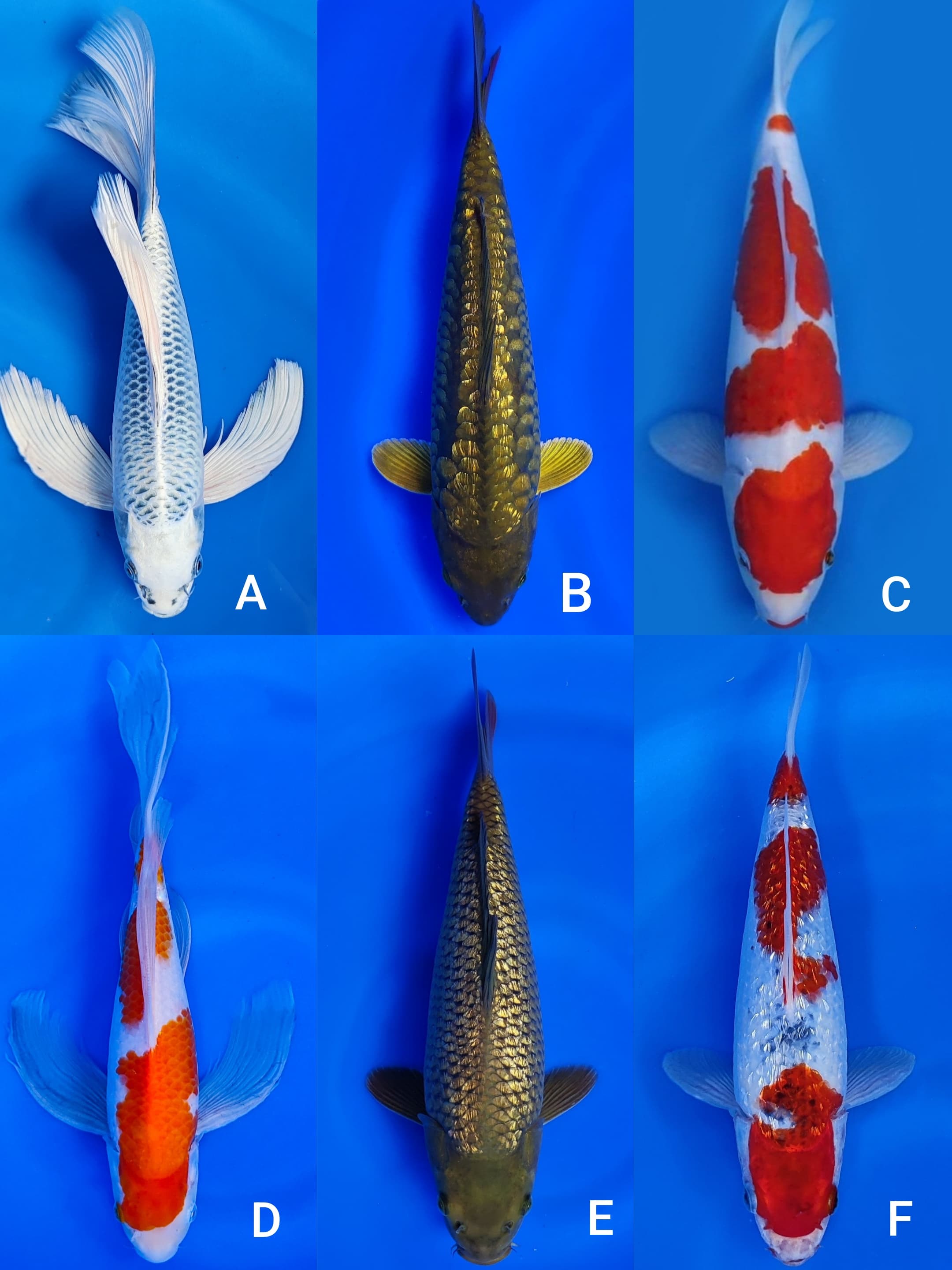 Lelang Koi Online, Jual Beli Ikan Koi, Pasar Koi Terbaik, Agen Lelang Koi, Penawaran Koi Berkualitas, Harga Jual Koi, Lelang Ikan Koi Import, Beli Koi Online, Jual Koi Murah, Koi Showroom, Penjual Koi Terpercaya, Lelang Koi Jakarta, Jual Koi Lokal, Koi Kualitas Unggul, Harga Terbaik Koi, Jual Koi Indukan, Lelang Ikan Hias Koi, Pasar Koi Indonesia, Beli Koi Berkualitas Tinggi, Koi Farm Terbesar, Jual Beli Koi Impor, Lelang Ikan Koi Kualitas Premium, Daftar Harga Koi Terbaru, Pusat Jual Beli Koi, Info Lelang Koi Hari Ini.