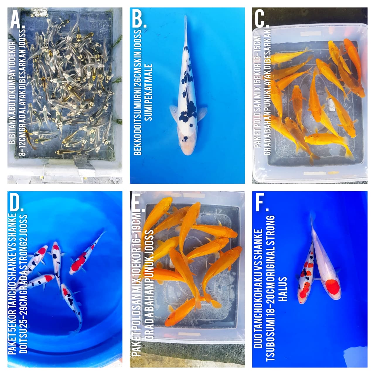 Lelang Koi Online, Jual Beli Ikan Koi, Pasar Koi Terbaik, Agen Lelang Koi, Penawaran Koi Berkualitas, Harga Jual Koi, Lelang Ikan Koi Import, Beli Koi Online, Jual Koi Murah, Koi Showroom, Penjual Koi Terpercaya, Lelang Koi Jakarta, Jual Koi Lokal, Koi Kualitas Unggul, Harga Terbaik Koi, Jual Koi Indukan, Lelang Ikan Hias Koi, Pasar Koi Indonesia, Beli Koi Berkualitas Tinggi, Koi Farm Terbesar, Jual Beli Koi Impor, Lelang Ikan Koi Kualitas Premium, Daftar Harga Koi Terbaru, Pusat Jual Beli Koi, Info Lelang Koi Hari Ini.