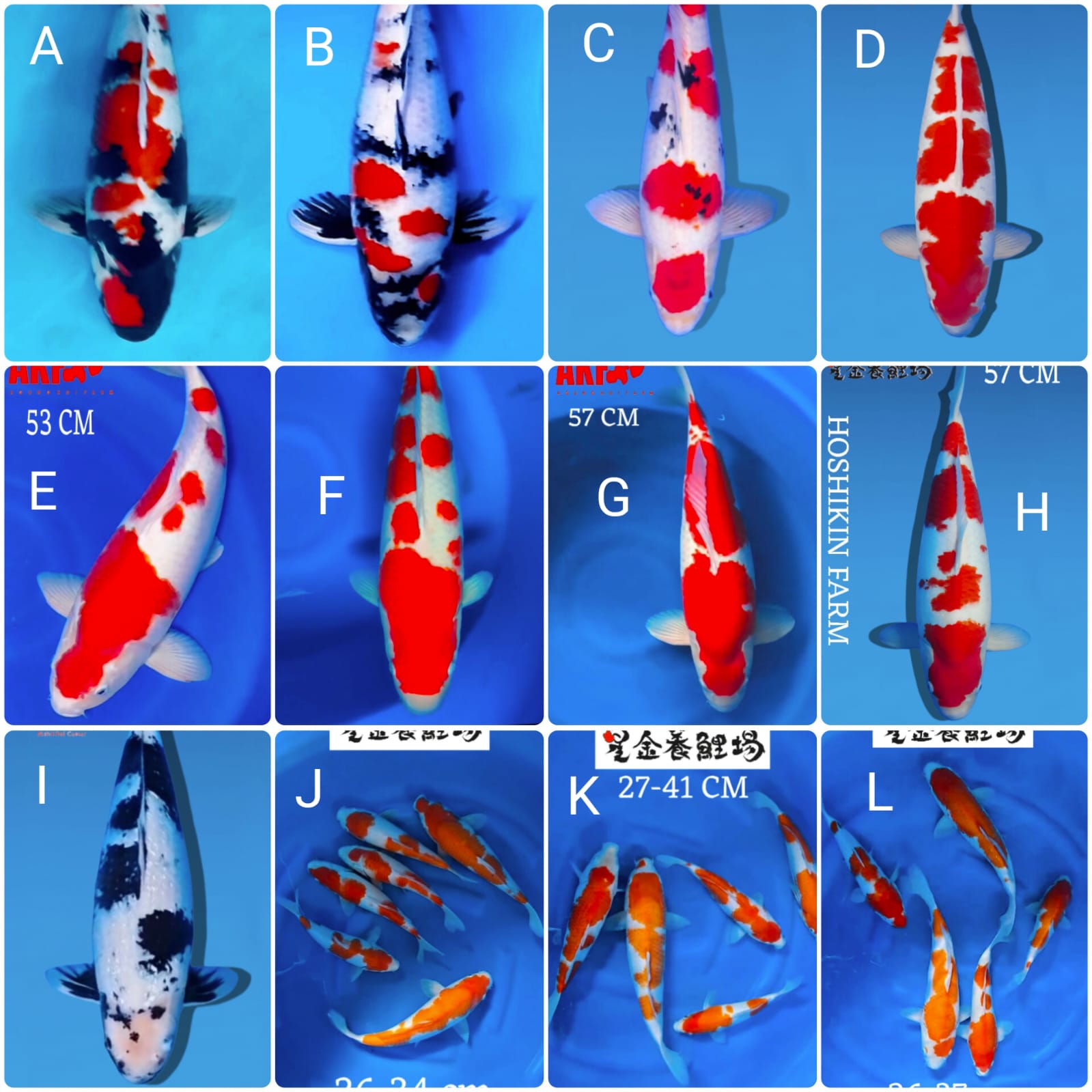 Lelang Koi Online, Jual Beli Ikan Koi, Pasar Koi Terbaik, Agen Lelang Koi, Penawaran Koi Berkualitas, Harga Jual Koi, Lelang Ikan Koi Import, Beli Koi Online, Jual Koi Murah, Koi Showroom, Penjual Koi Terpercaya, Lelang Koi Jakarta, Jual Koi Lokal, Koi Kualitas Unggul, Harga Terbaik Koi, Jual Koi Indukan, Lelang Ikan Hias Koi, Pasar Koi Indonesia, Beli Koi Berkualitas Tinggi, Koi Farm Terbesar, Jual Beli Koi Impor, Lelang Ikan Koi Kualitas Premium, Daftar Harga Koi Terbaru, Pusat Jual Beli Koi, Info Lelang Koi Hari Ini.