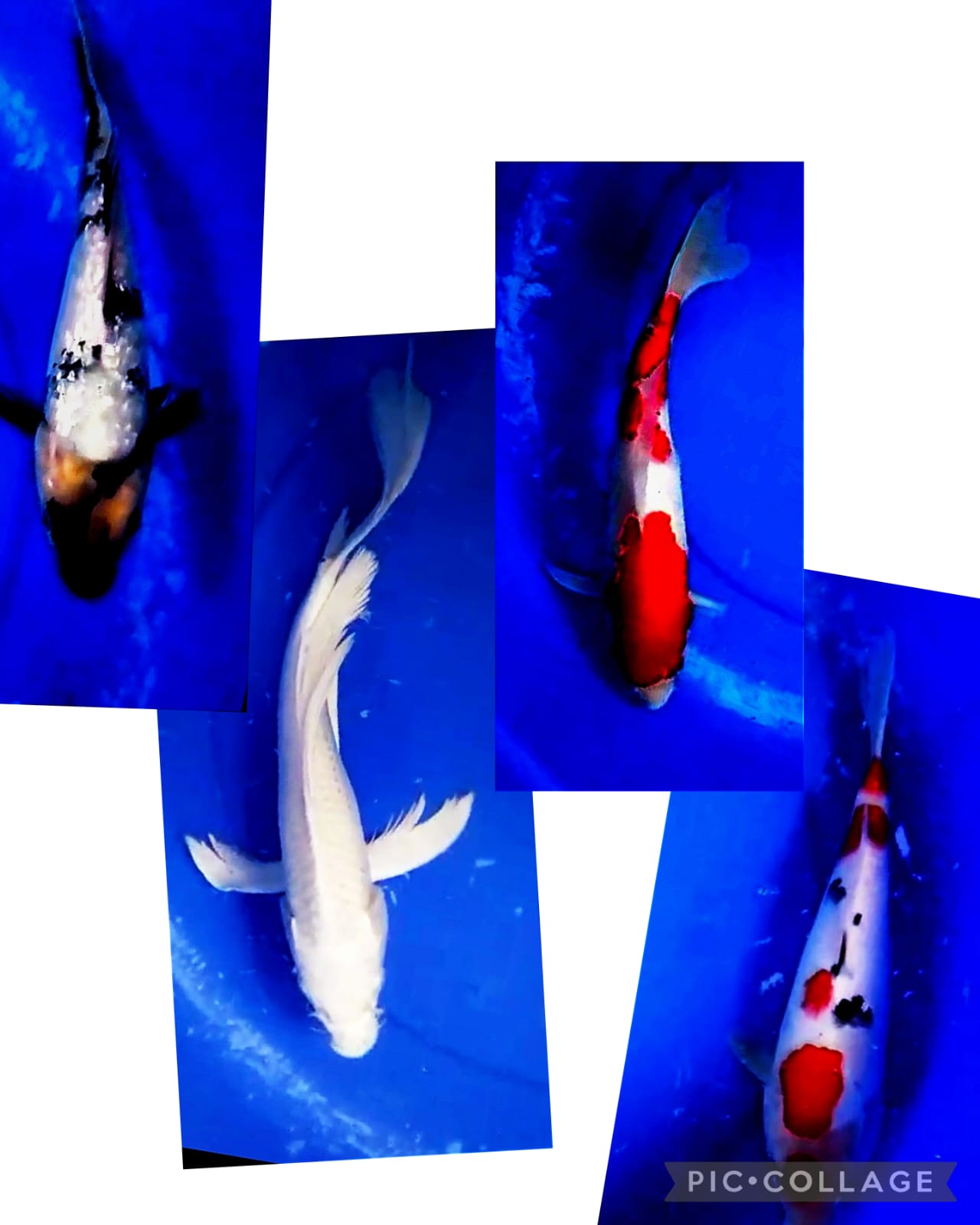 Lelang Koi Online, Jual Beli Ikan Koi, Pasar Koi Terbaik, Agen Lelang Koi, Penawaran Koi Berkualitas, Harga Jual Koi, Lelang Ikan Koi Import, Beli Koi Online, Jual Koi Murah, Koi Showroom, Penjual Koi Terpercaya, Lelang Koi Jakarta, Jual Koi Lokal, Koi Kualitas Unggul, Harga Terbaik Koi, Jual Koi Indukan, Lelang Ikan Hias Koi, Pasar Koi Indonesia, Beli Koi Berkualitas Tinggi, Koi Farm Terbesar, Jual Beli Koi Impor, Lelang Ikan Koi Kualitas Premium, Daftar Harga Koi Terbaru, Pusat Jual Beli Koi, Info Lelang Koi Hari Ini.